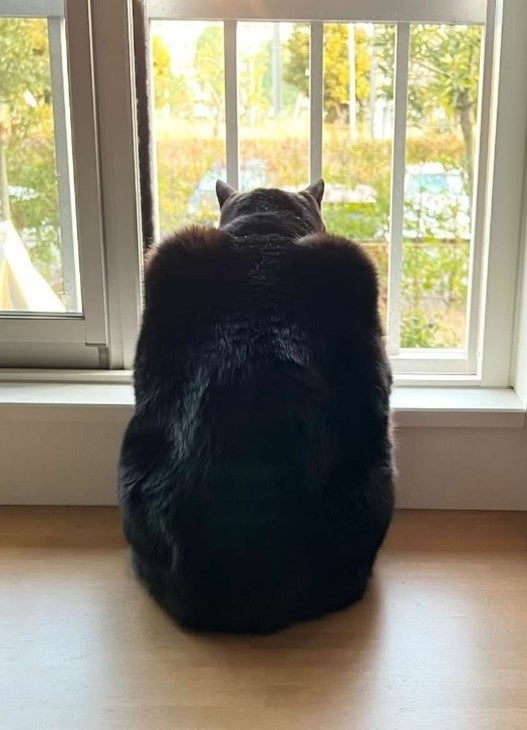 「バッドにゃん」として一躍有名になったKIKI(@kikibekako)