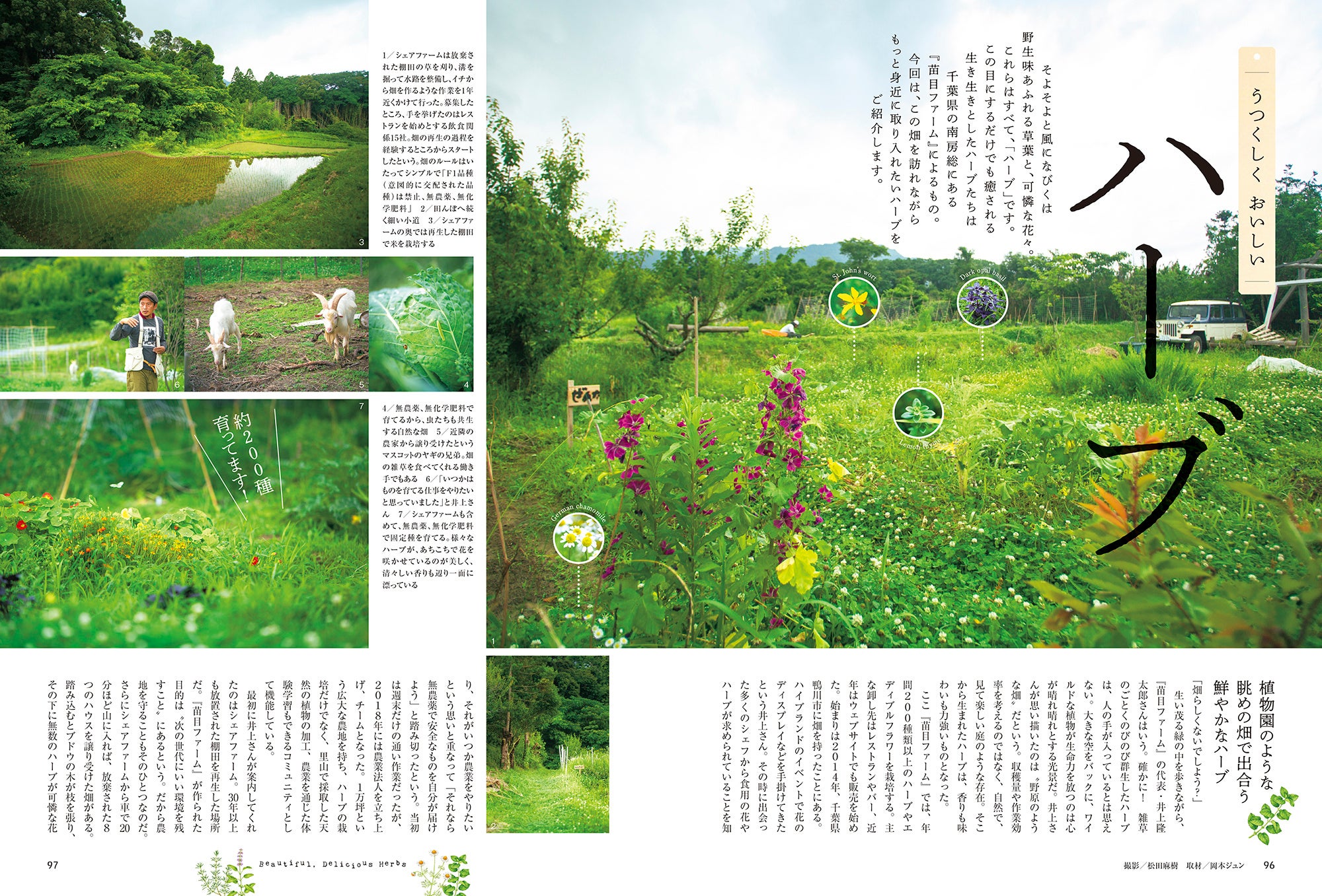 おとなの週末 2023年8月号「うつくしく おいしいハーブ」