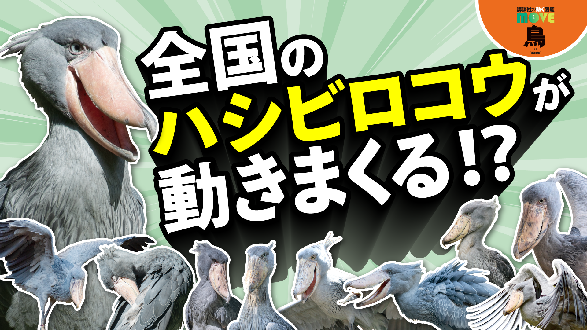 ♡ハシビロコウ♡さま専用ページ 講談社の動く図鑑MOVE」の新刊発売＆累計570万部突破記念！ MOVE