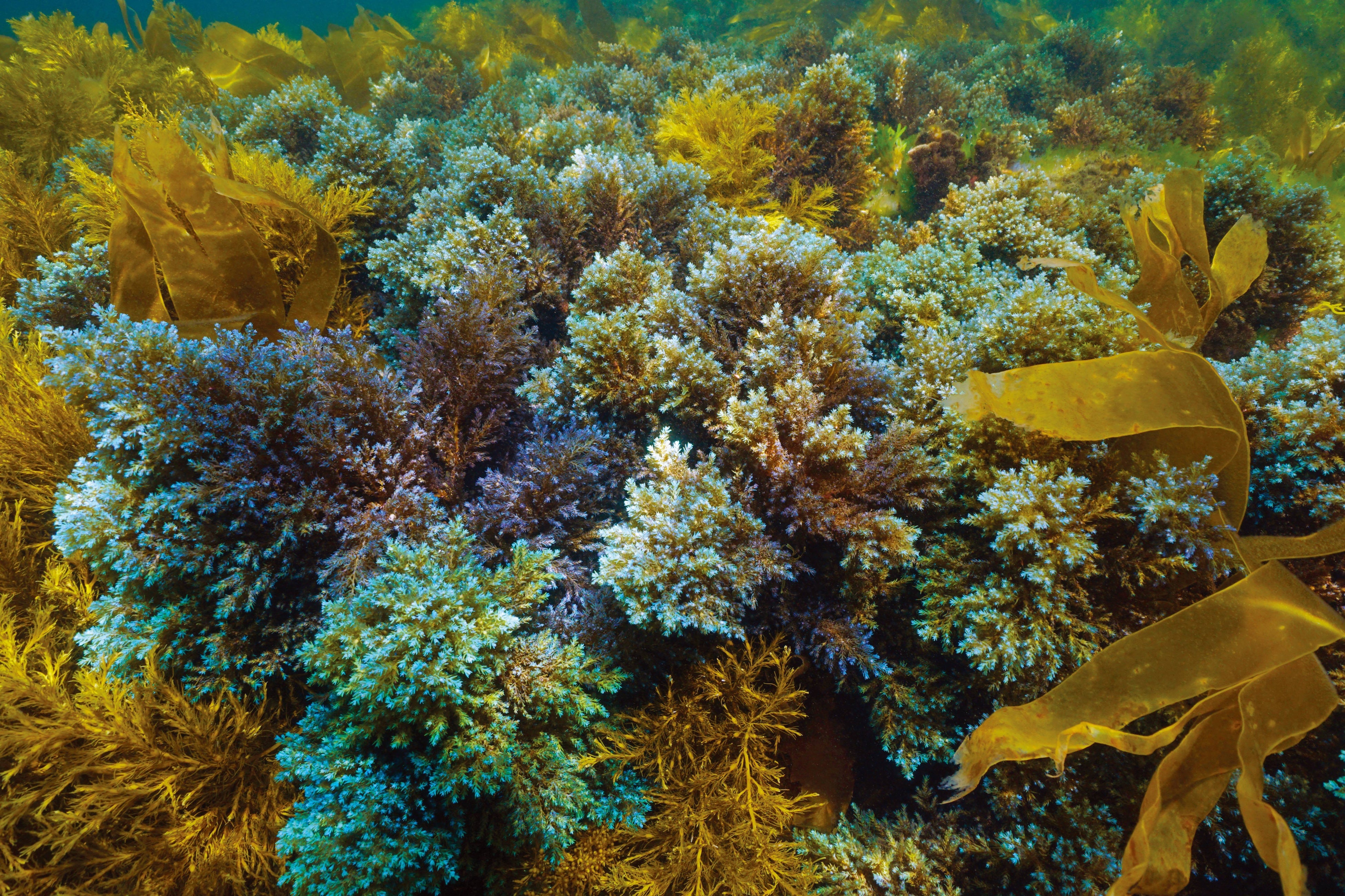 光る海藻「ルミエールアルガ」