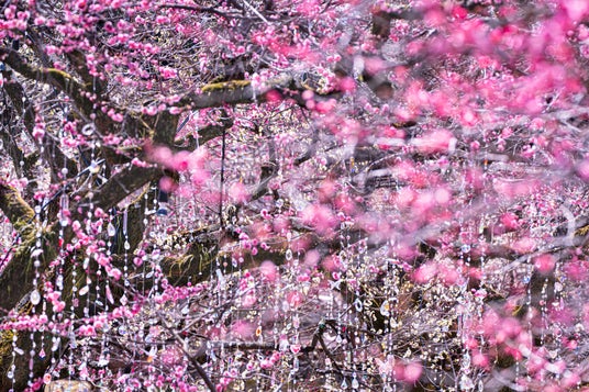 北野天満宮の梅、いよいよ見頃。一足先に春の気配 歴史の庭がアートへと変容するインスタレーション梅苑「花の庭」《 光と花の庭 》 北野天満宮の梅、いよいよ見頃。一足先に春の気配 歴史の庭がアートへと変容するインスタレーション梅苑「花の庭」《 光と花の庭 》