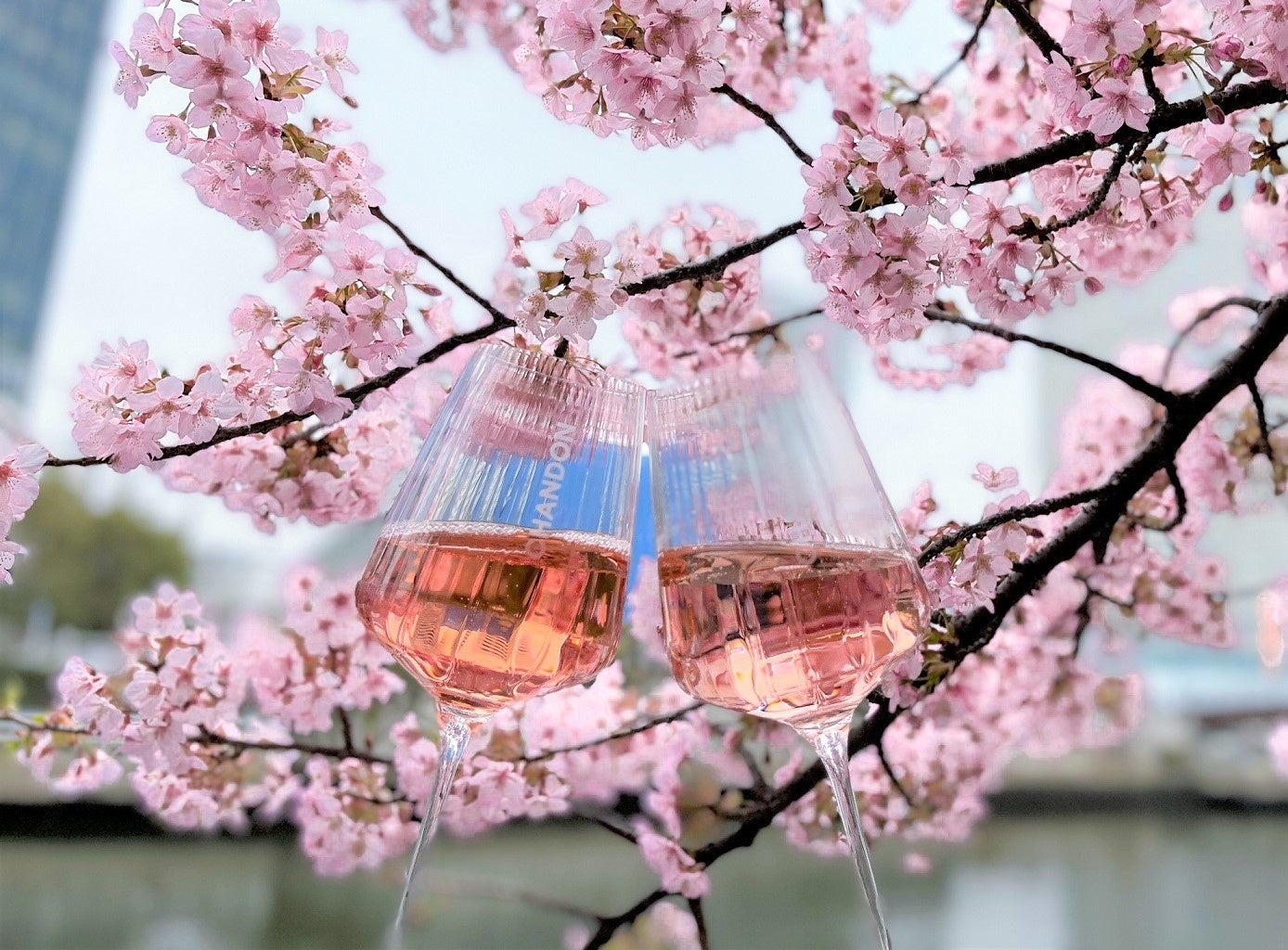 横浜・大岡川CHANDONクルーズはドリンクのみセットとなります