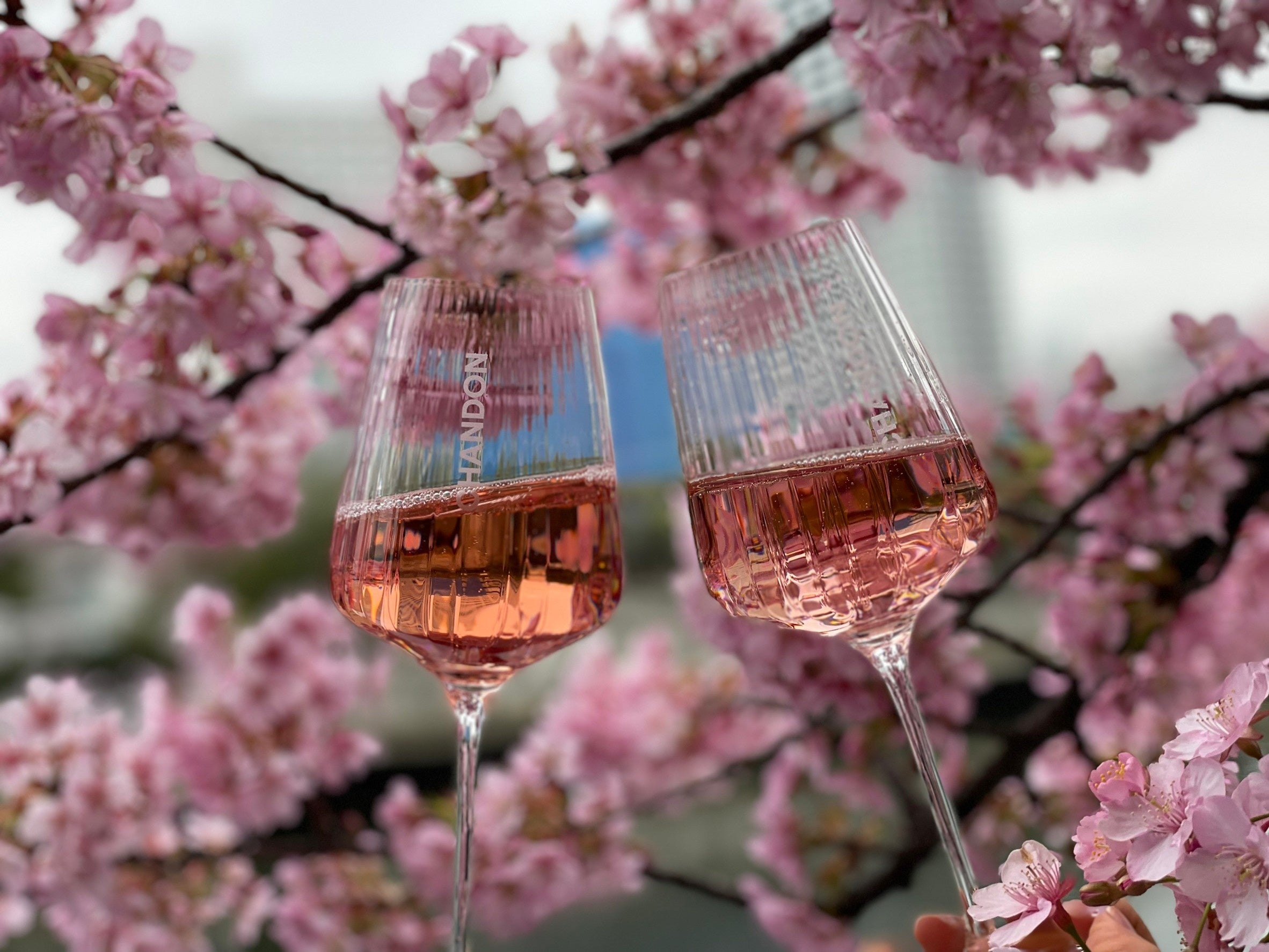 横浜・大岡川CHANDONクルーズはドリンクのみセットとなります