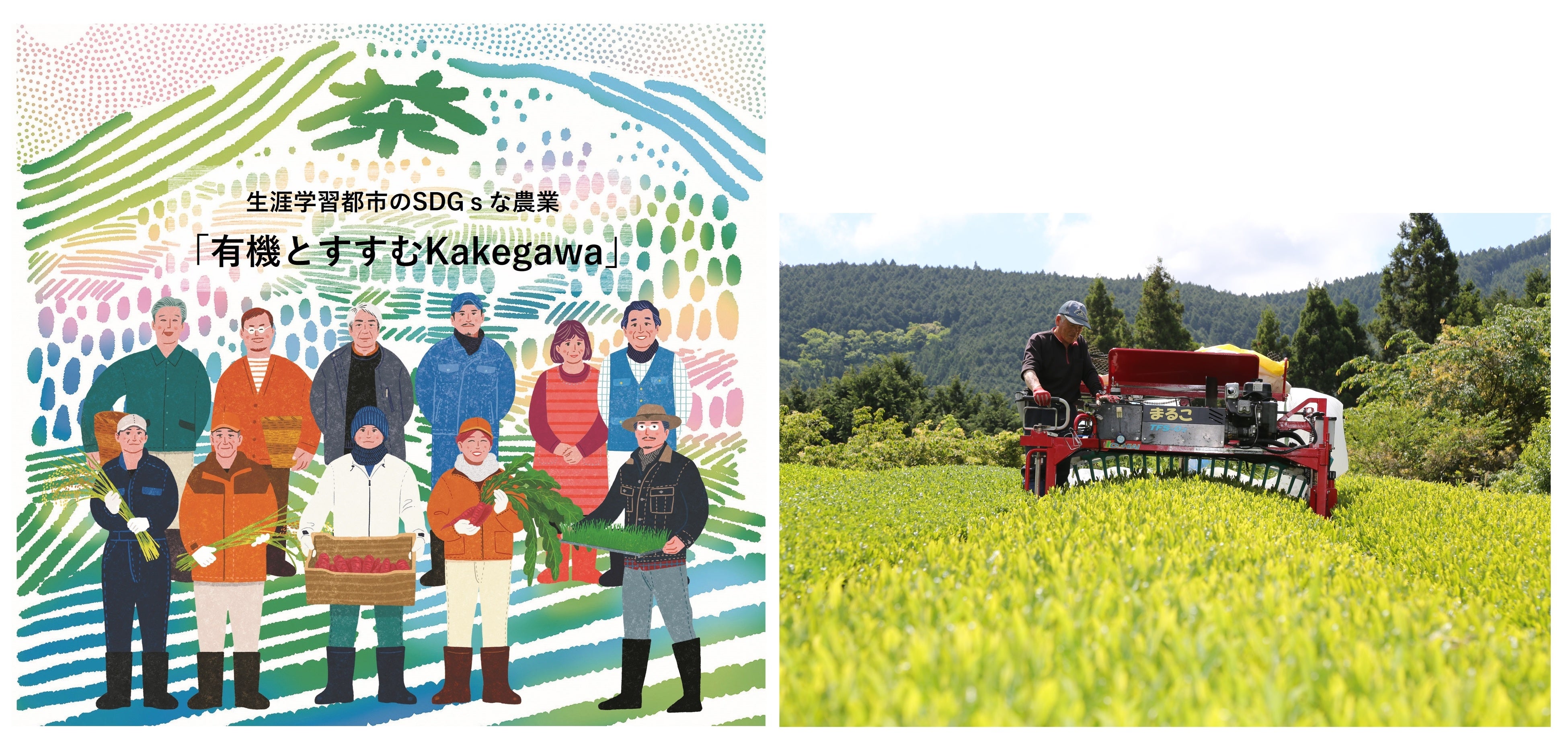 掛川市パンフレット 「有機とすすむKakegawa」（左）、有機茶栽培のようす（右）