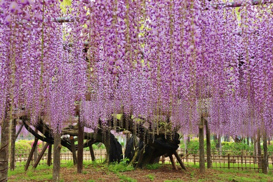 【加須市】樹齢450年の歴史が織りなす紫の絶景。「騎西藤まつり」を4月18日より開催!~大藤の香り漂う玉敷公園で、伝統芸能から音楽イベントまで多彩な催しが満載~ 【加須市】樹齢450年の歴史が織りなす紫の絶景。「騎西藤まつり」を4月18日より開催!~大藤の香り漂う玉敷公園で、伝統芸能から音楽イベントまで多彩な催しが満載~