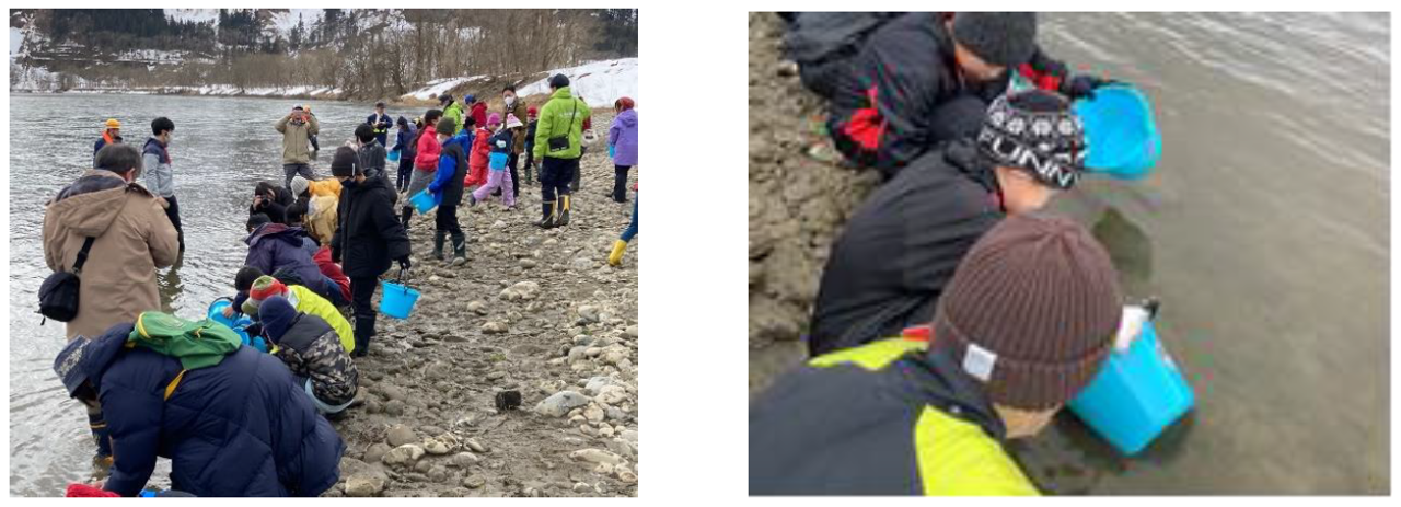 サケ稚魚を放流する様子