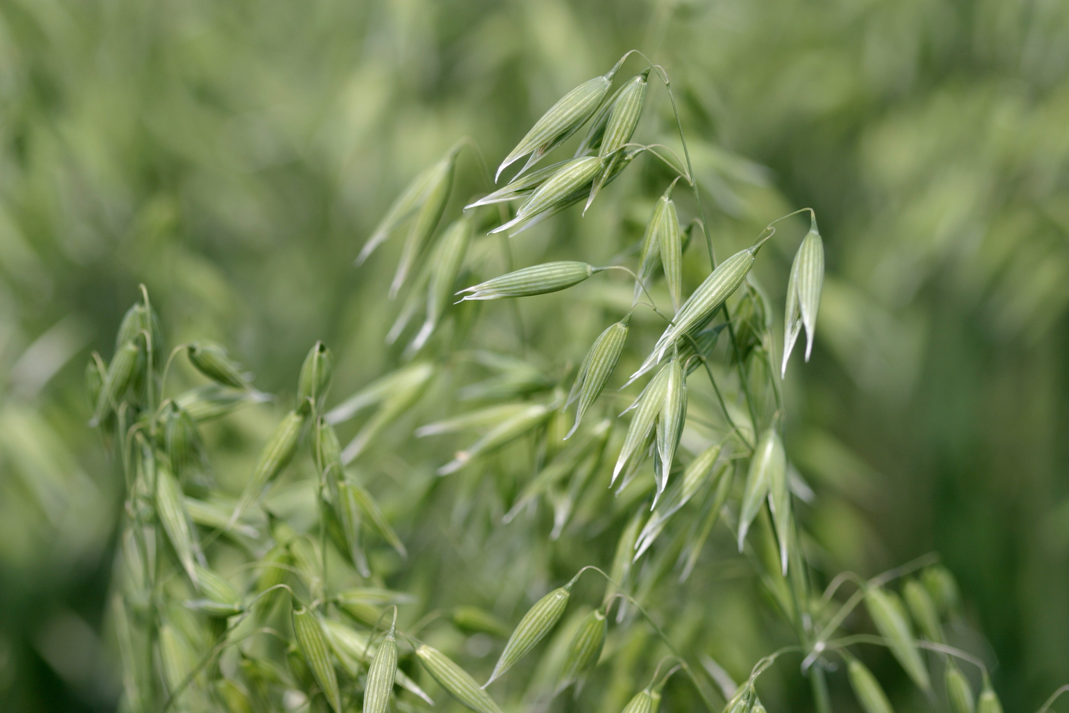 Lantmännen オーツ