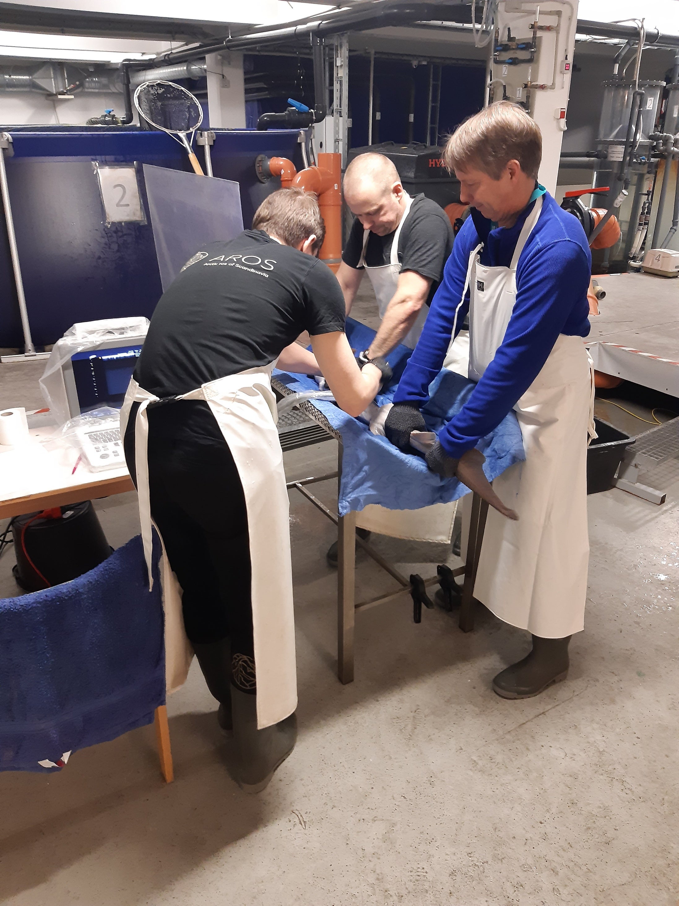 キャビア採卵時