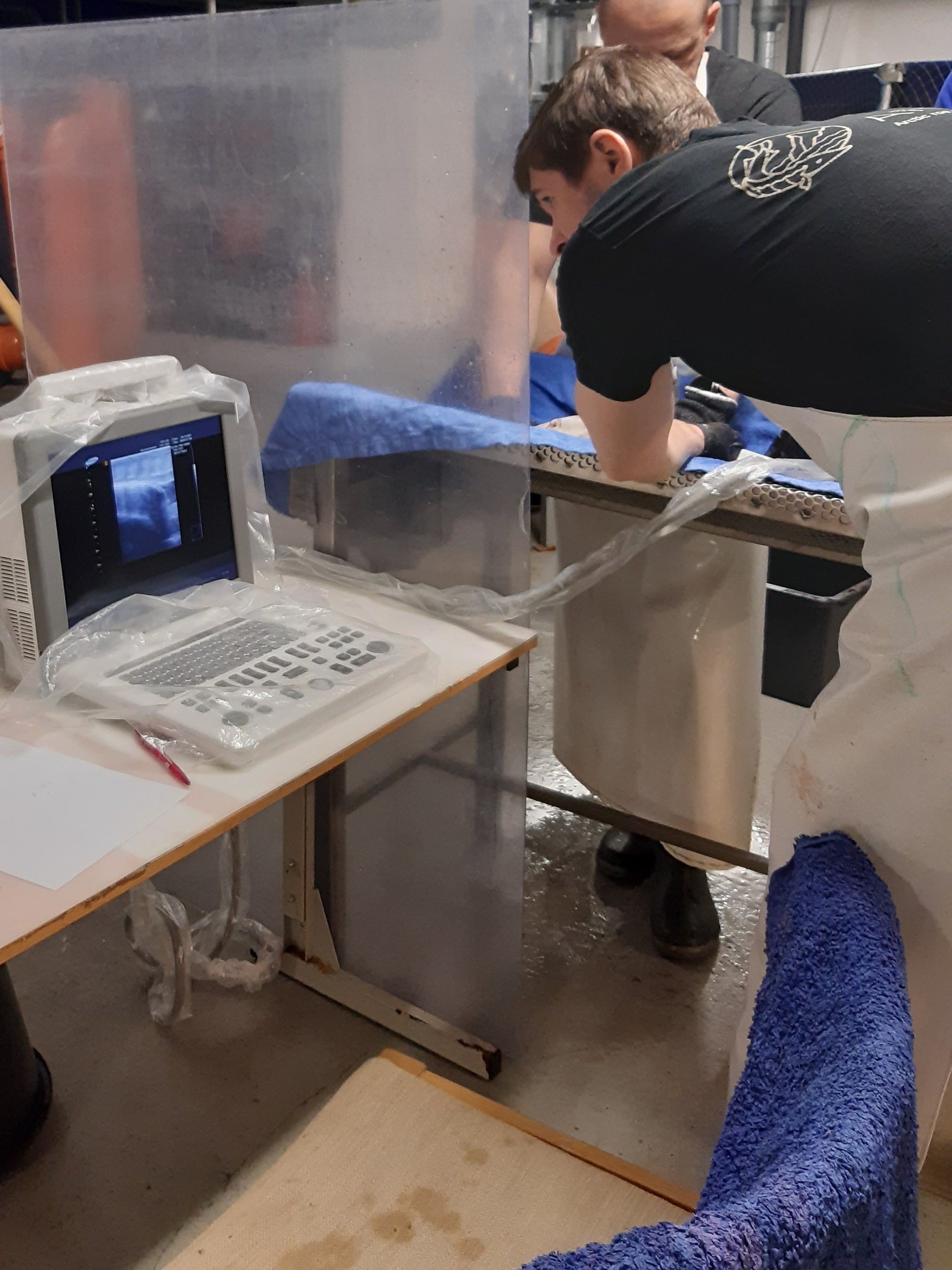 チョウザメ超音波検査