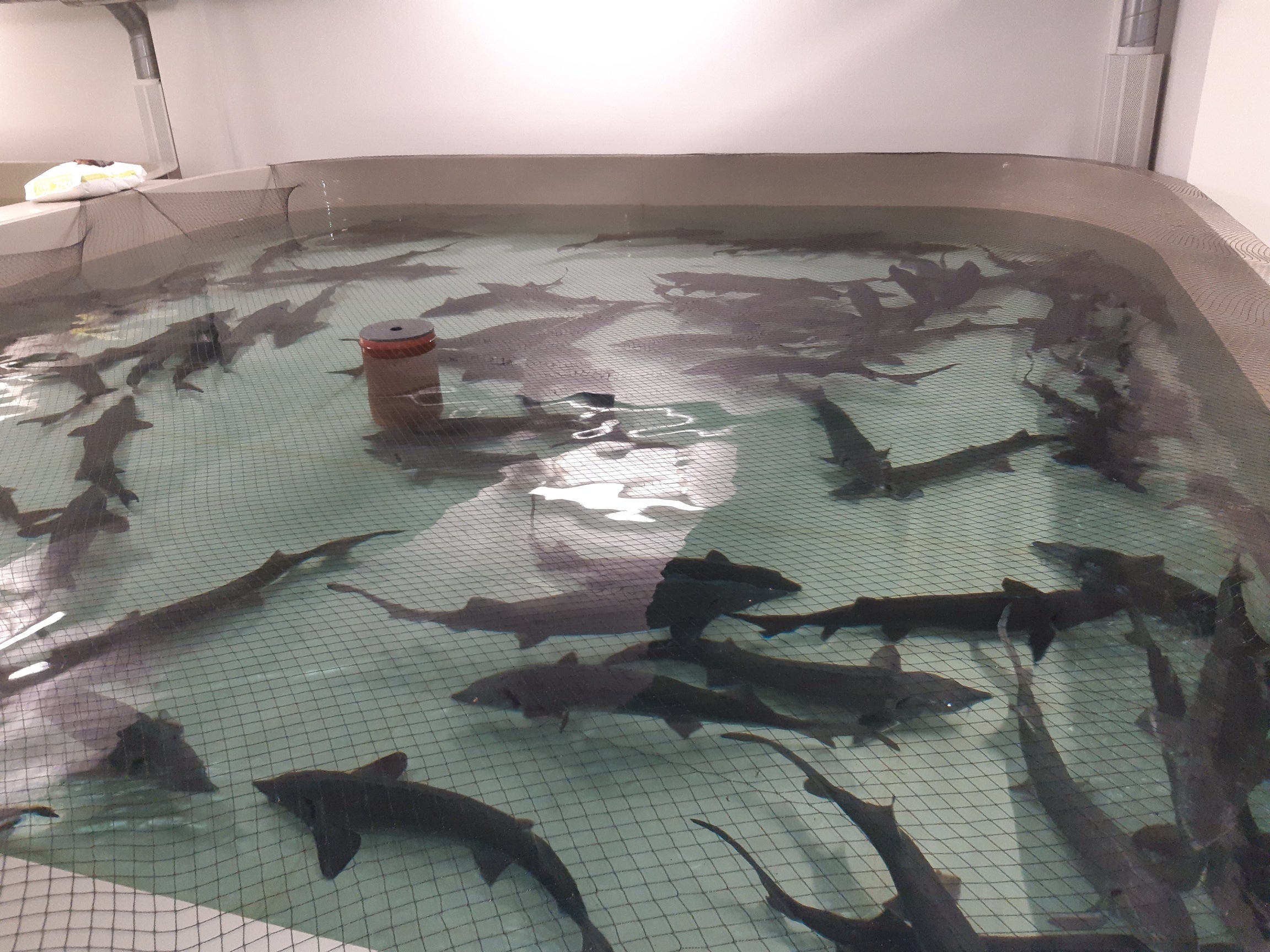 チョウザメ養殖水槽