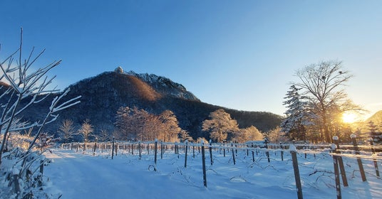 札幌市内唯一(※1)の試飲付きワイナリーガイドツアーを送迎付きで本格始動 札幌市内唯一(※1)の試飲付きワイナリーガイドツアーを送迎付きで本格始動