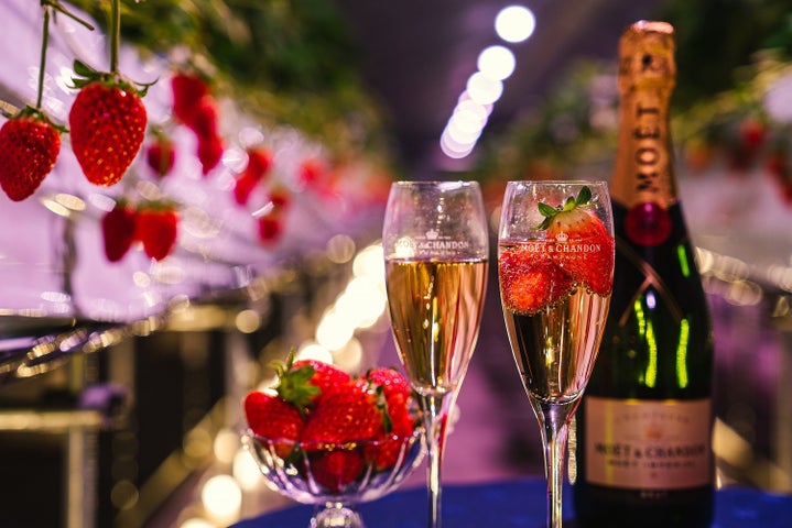 シャンパンベリーナイト開催!夜のいちご狩りとシャンパン飲み放題 シャンパンベリーナイト開催!夜のいちご狩りとシャンパン飲み放題