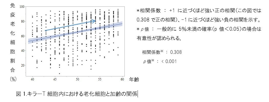 加齢に伴う免疫老化細胞※１（SA-βGal※2高発現細胞）の増加が免疫機能低下に関与することを日本人で初めて実証