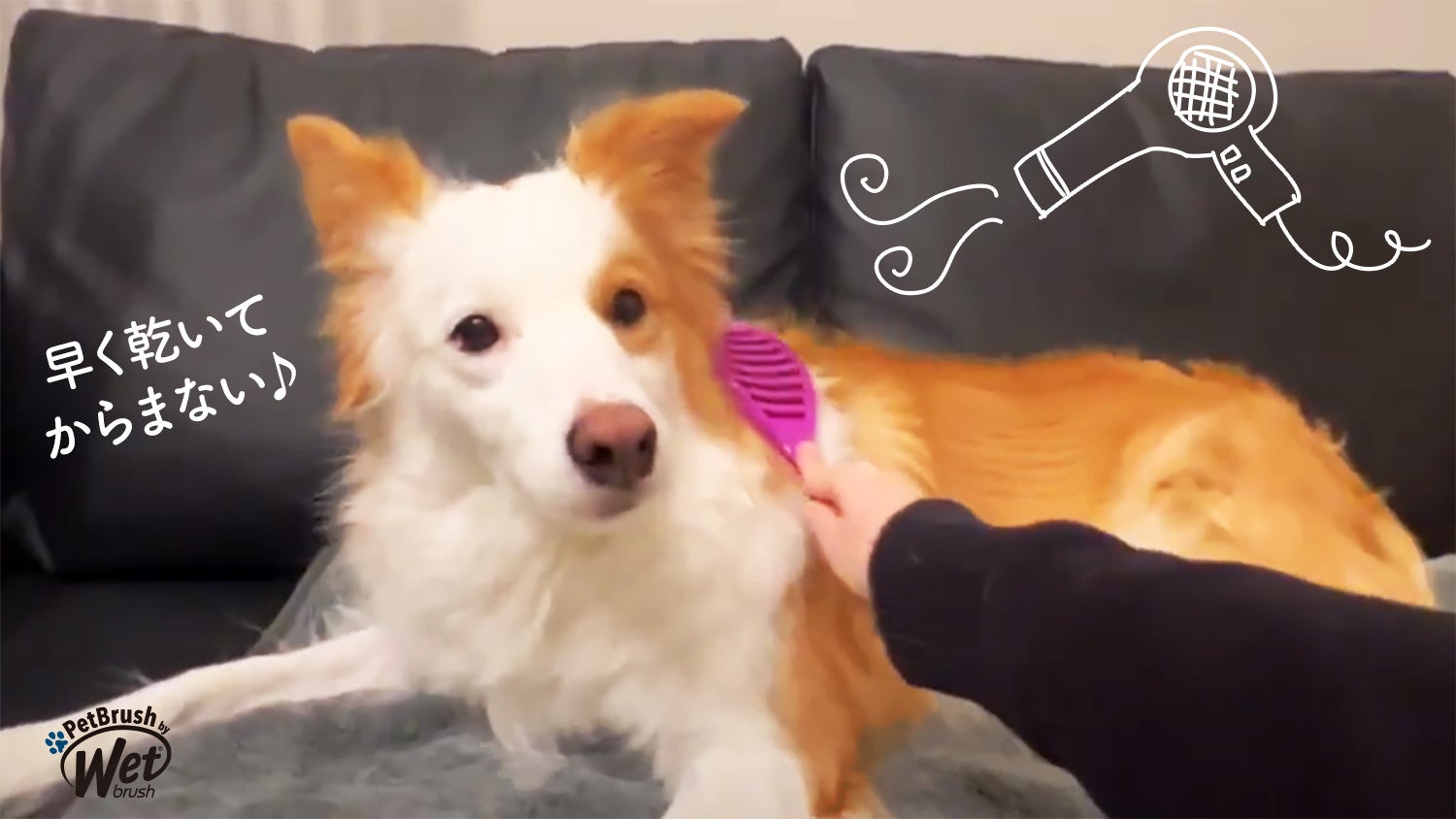 世界70ヵ国以上で愛される「WetBrush®️(ウェットブラシ)」ペット