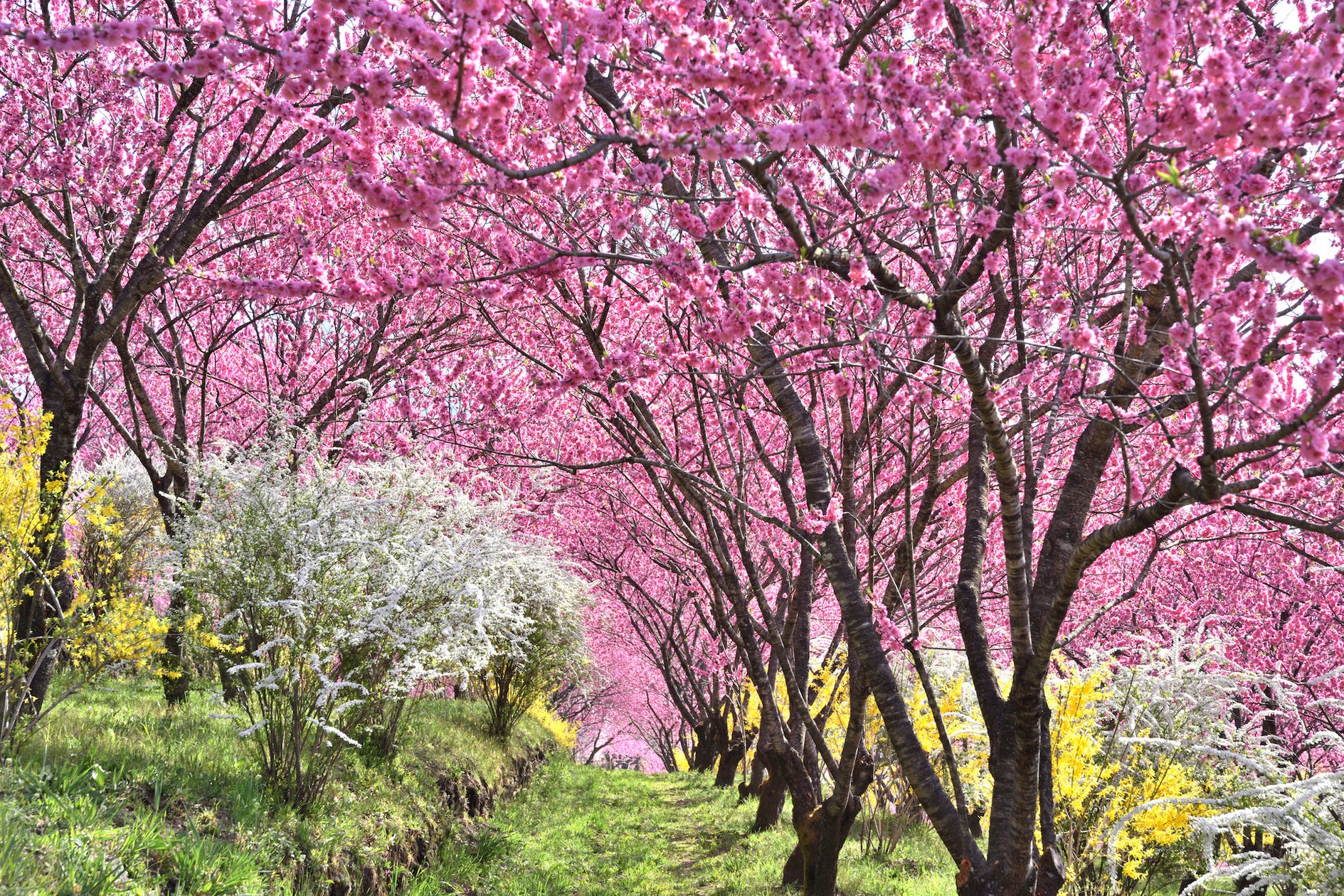 中之条ガーデンズ「花桃の丘まつり」夜桜ライトアップ
