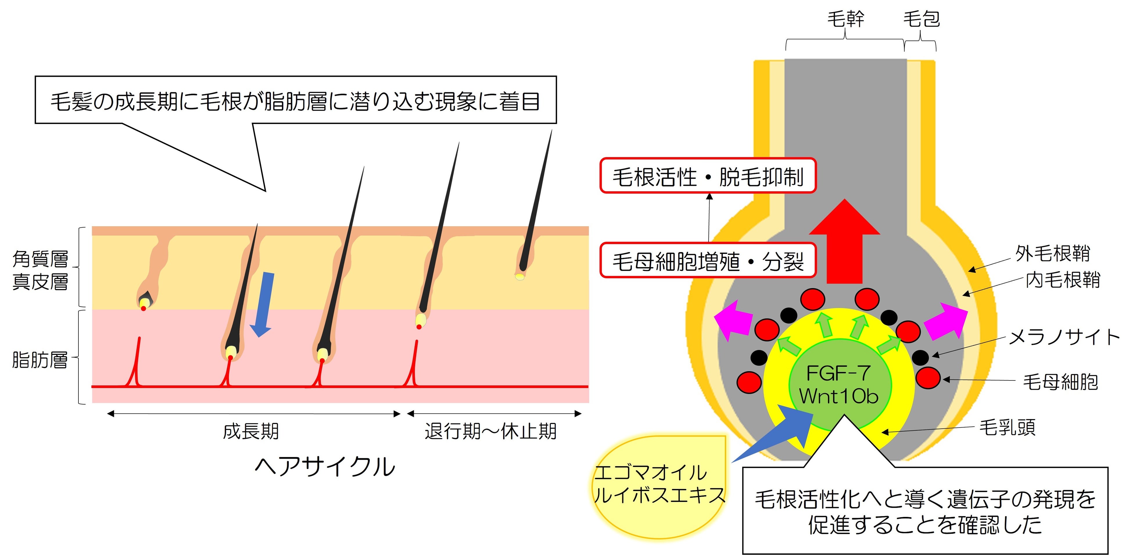 植物オイルと植物エキスによる毛髪成長促進効果