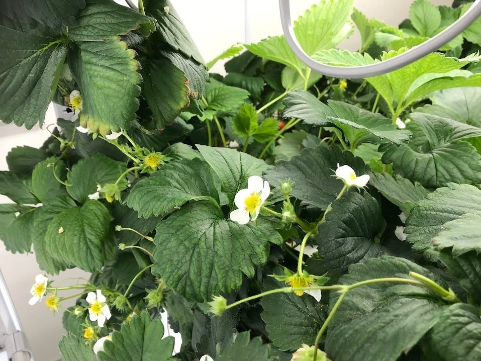 イチゴ栽培の様子