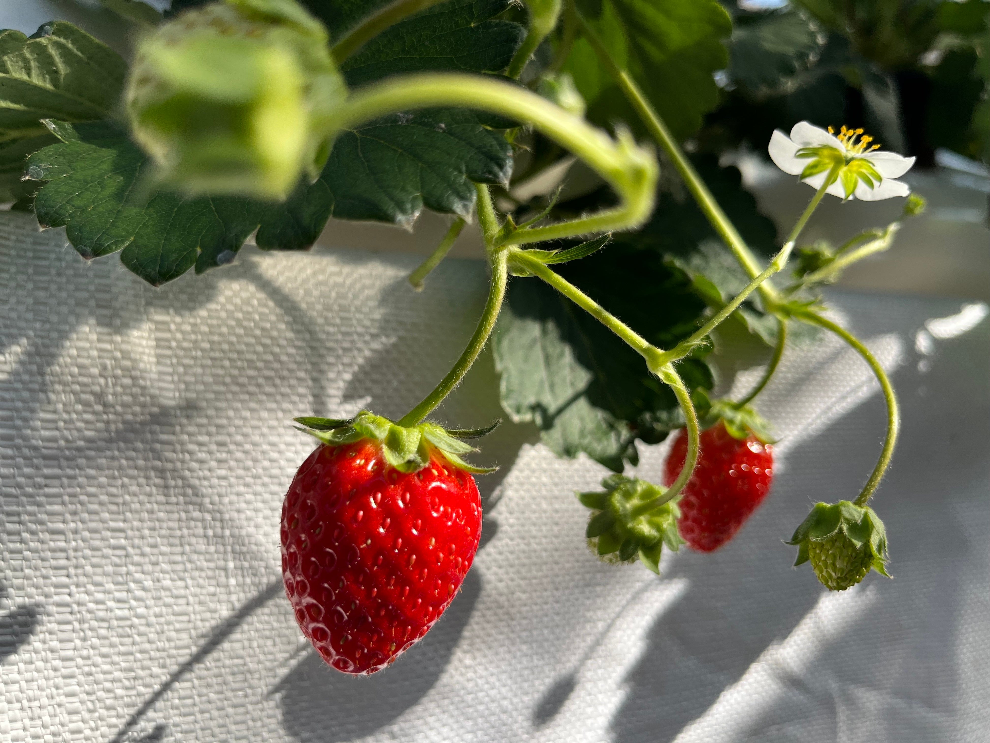 イチゴ栽培のイメージ