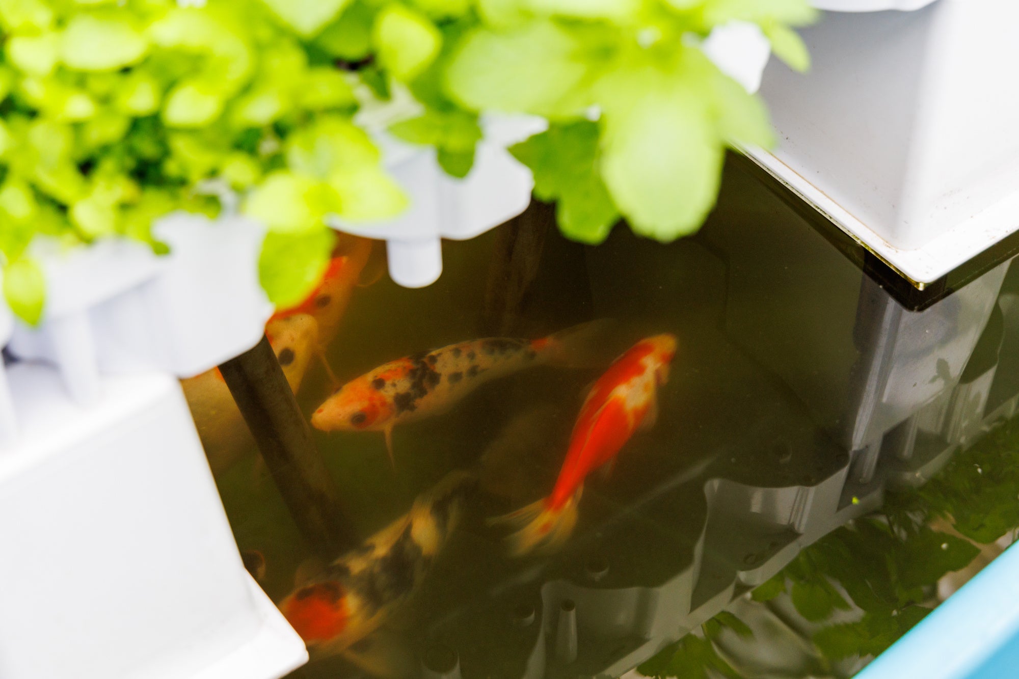 微生物、魚、野菜のバランスから生態系の働きを感じる