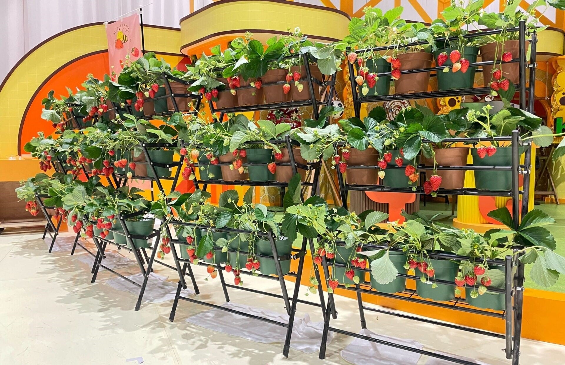 いちご狩り会場イメージ