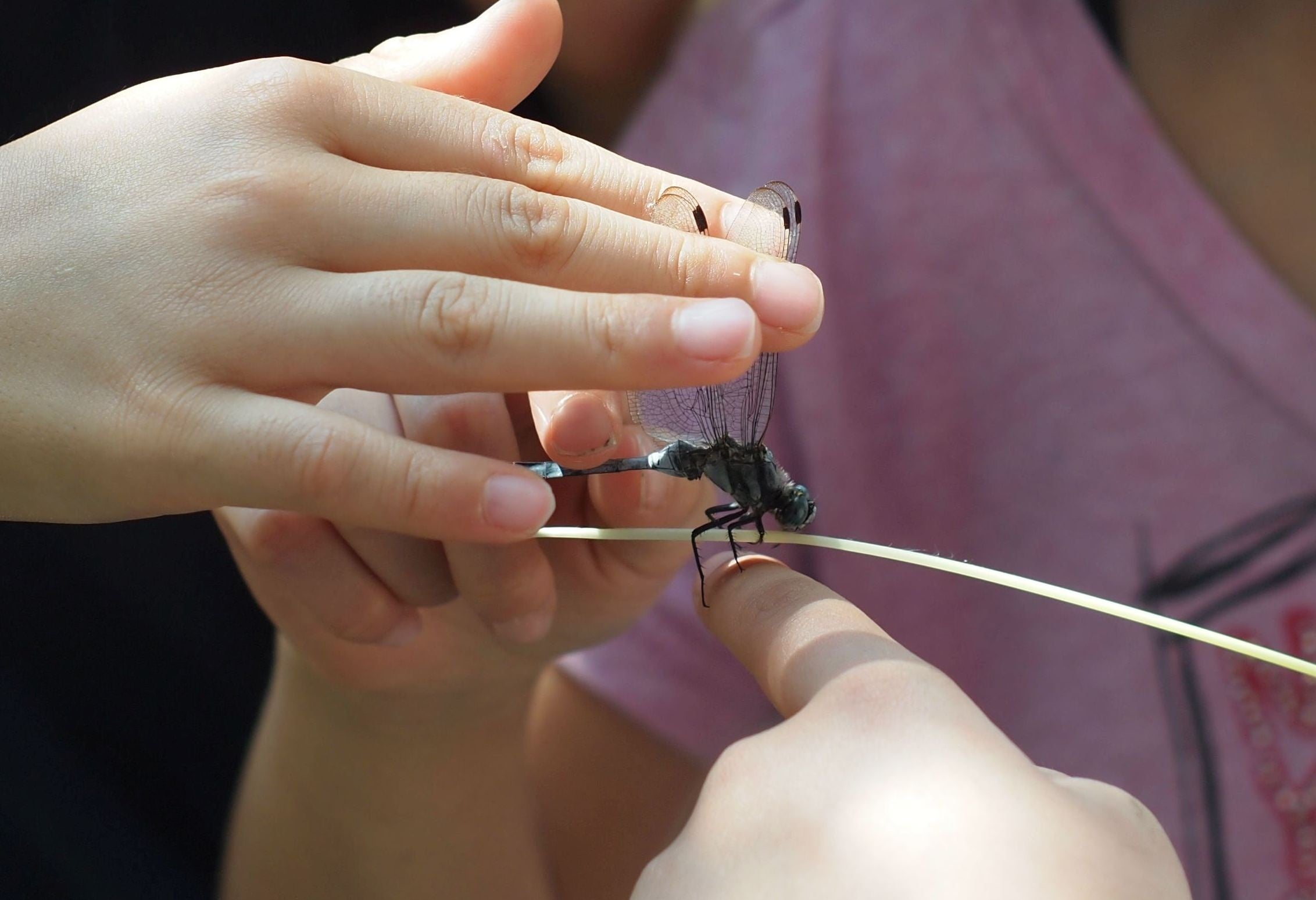 水辺の生きもの観察 イメージ （シオカラトンボ）