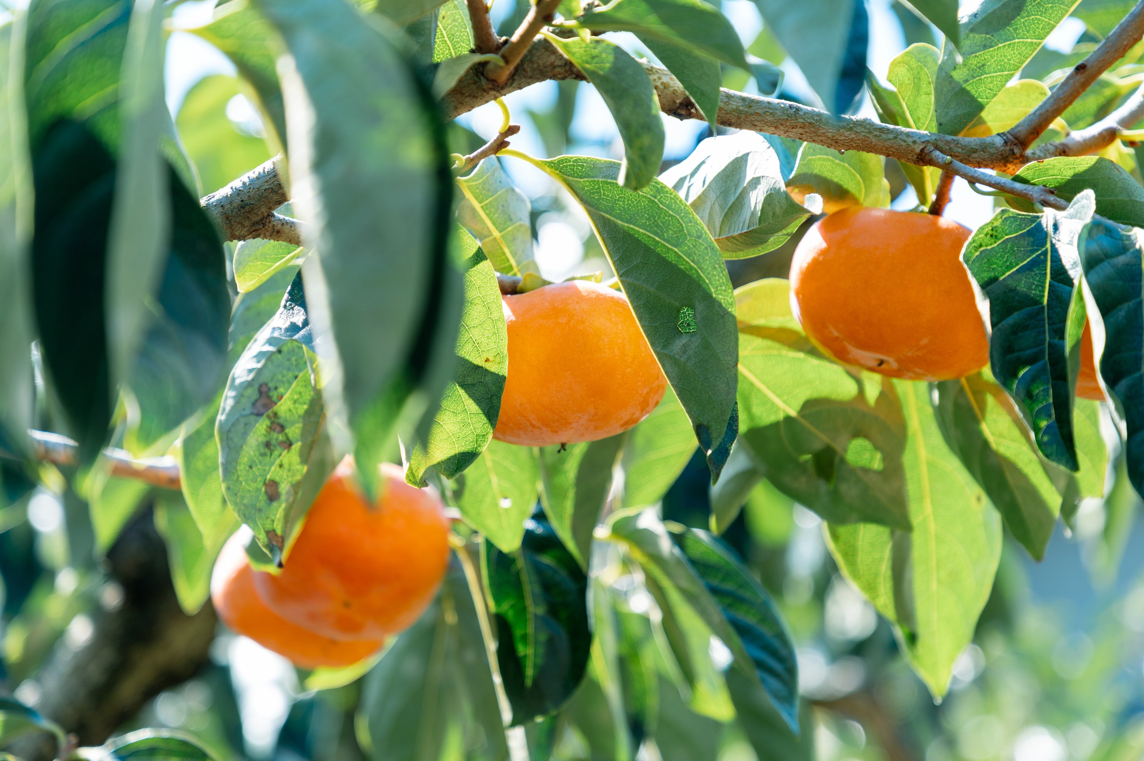 紀の川市の柿　イメージ