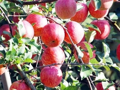 りんごイメージ