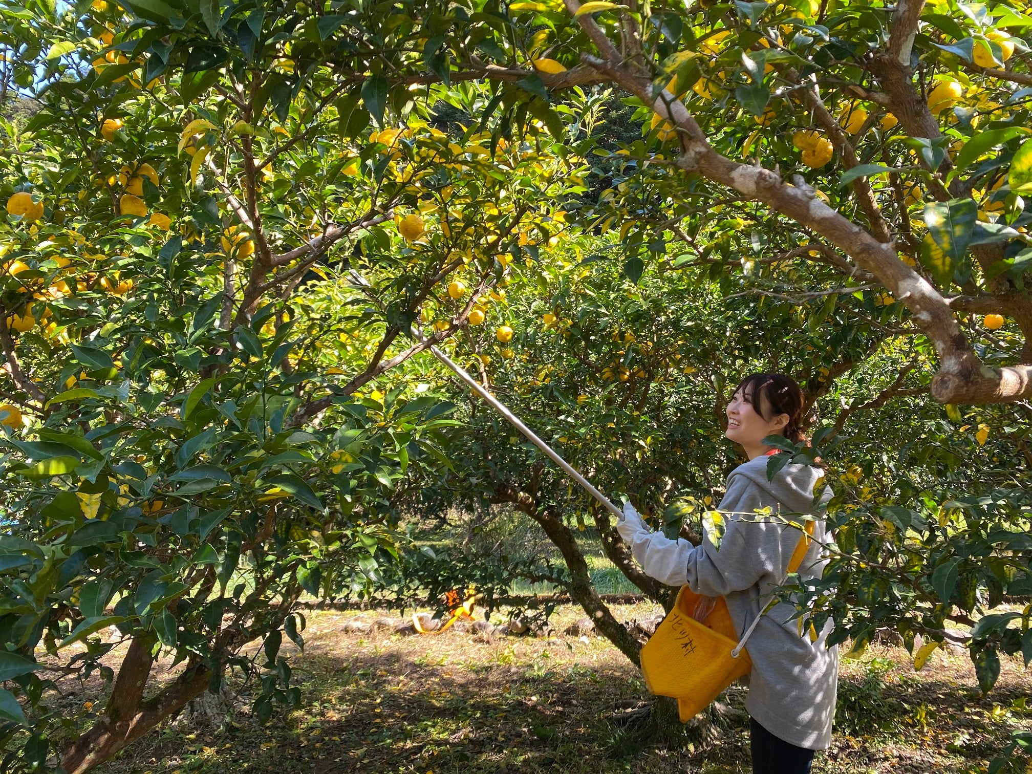 高いところの果実は、高枝切りばさみで収穫。