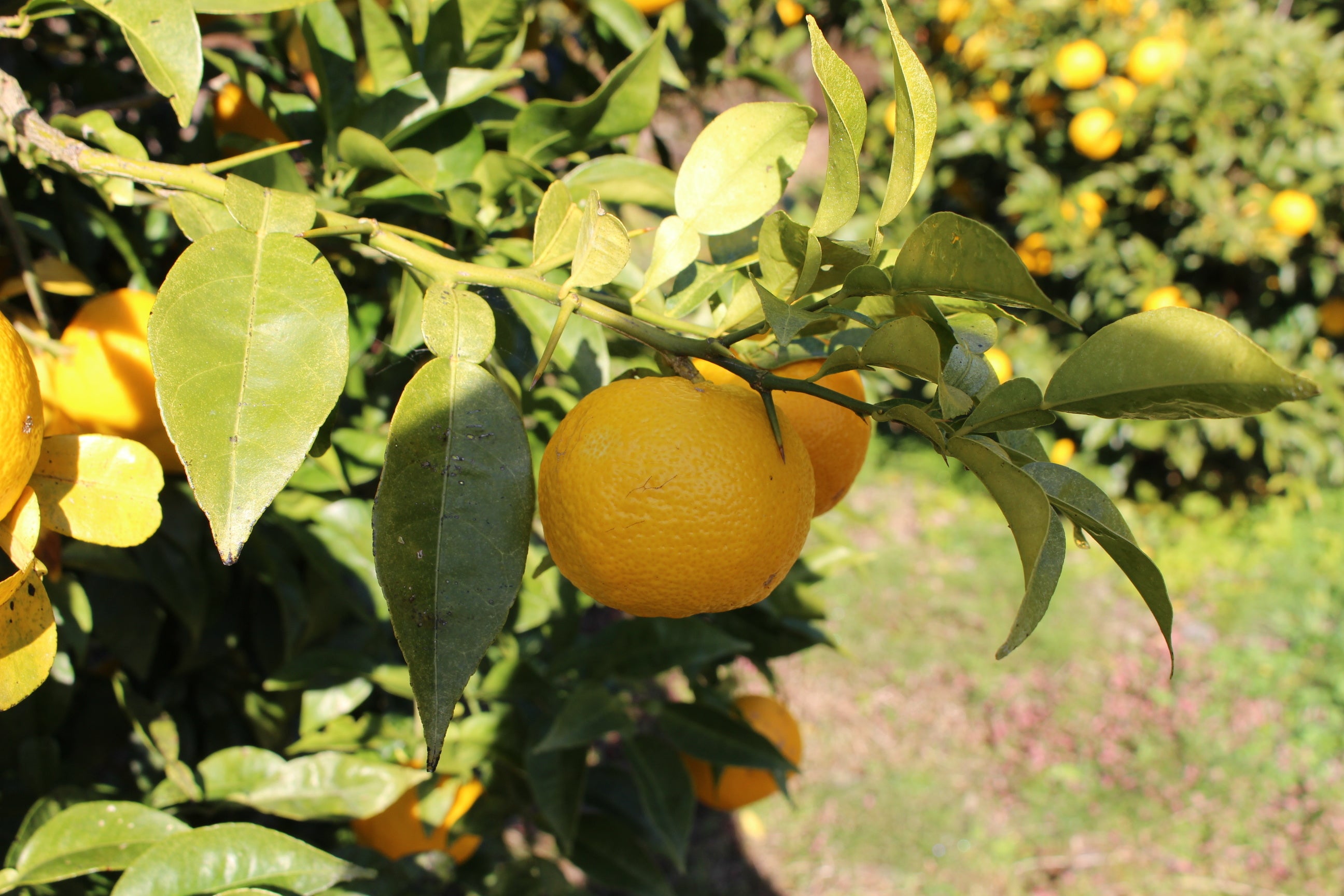 ゆずの木の鋭いとげ。