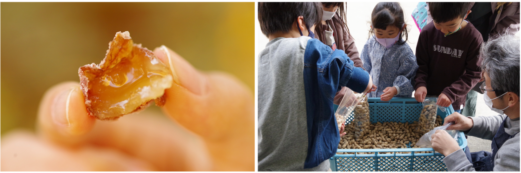 Bonita、黄金ピーチ４、５キロ家庭用 kowaza 50ミニ ボーダー ホワイト | 天気と暮らす日常を彩る