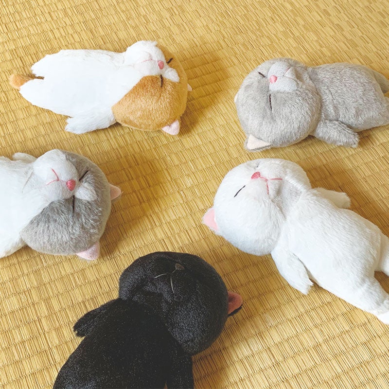 寝姿がまるで棒のような猫「ぼうみたいなねこ」に、ごめん寝