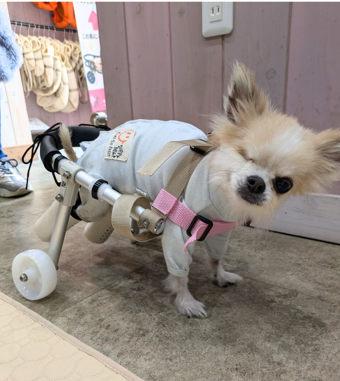 老犬介護士×【モノづくりのまち東大阪】職人技が融合 歩けなくなった愛犬に“もう一度、歩く喜び”を!完全オーダーメイド犬用車いすの提供開始 ...