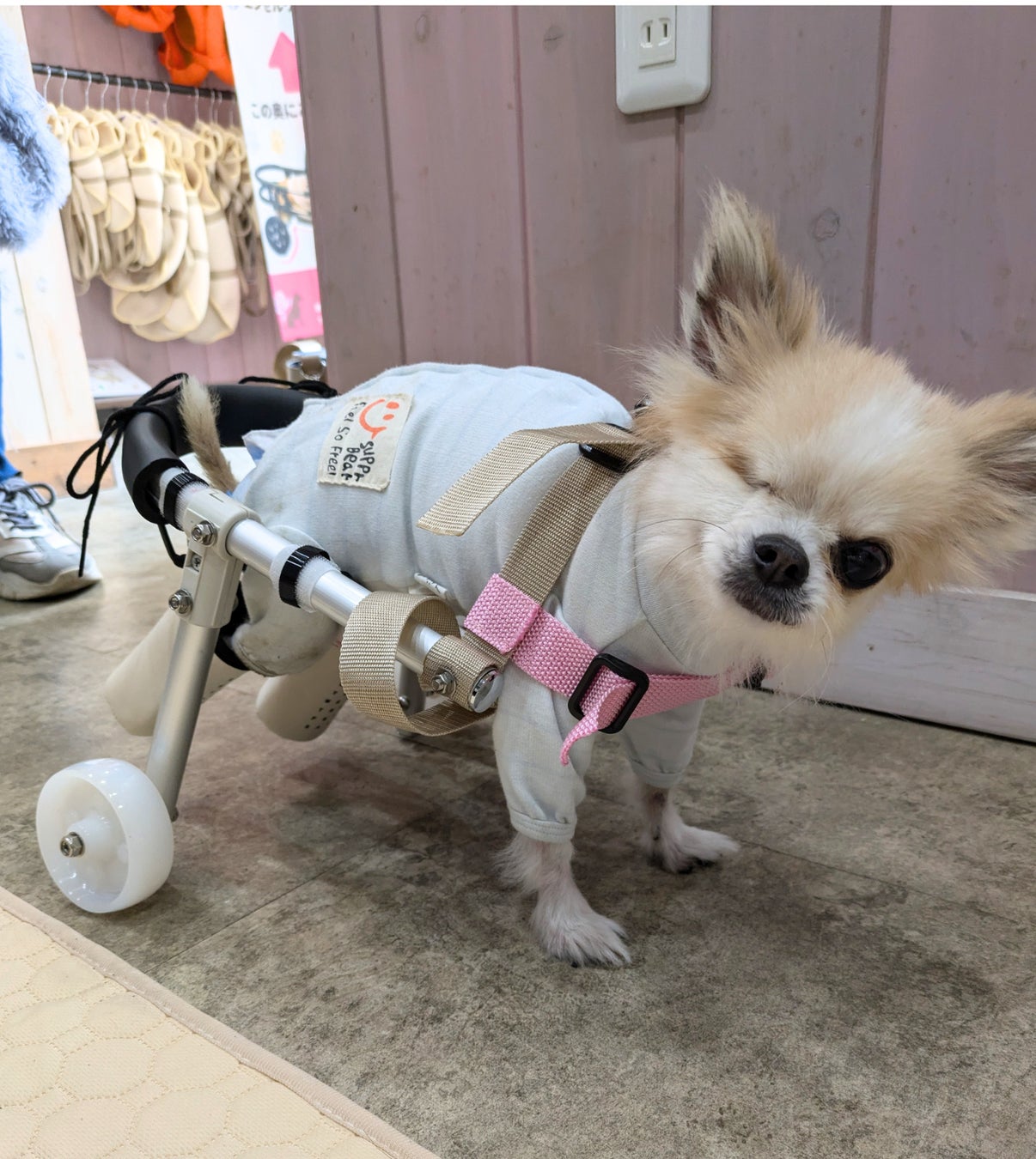 老犬介護士×【モノづくりのまち東大阪】職人技が融合 歩けなくなった 老犬介護士×【モノづくりのまち東大阪】職人技が融合 歩けなくなった