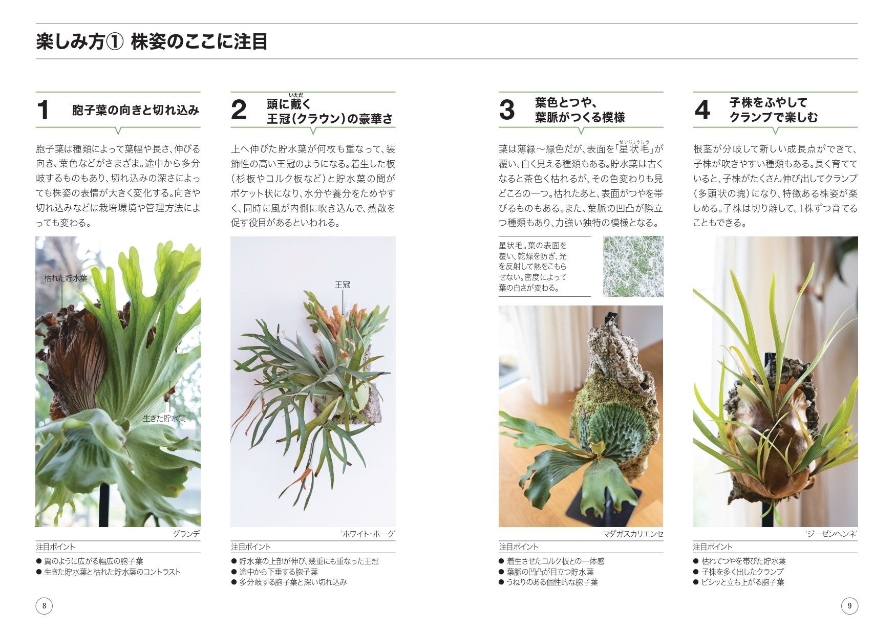 近ごろ大人気のビカクシダ コウモリラン の本格的栽培書ついに刊行 12か月栽培ナビneo 観葉植物 ビカクシダ 8月18日発売 株式会社nhk出版のプレスリリース 近ごろ大人気のビカクシダ コウモリラン の本格的栽培書ついに刊行 12か月栽培ナビneo 観葉植物 ビカクシダ 8月18日発売 株式会社nhk出版のプレスリリース