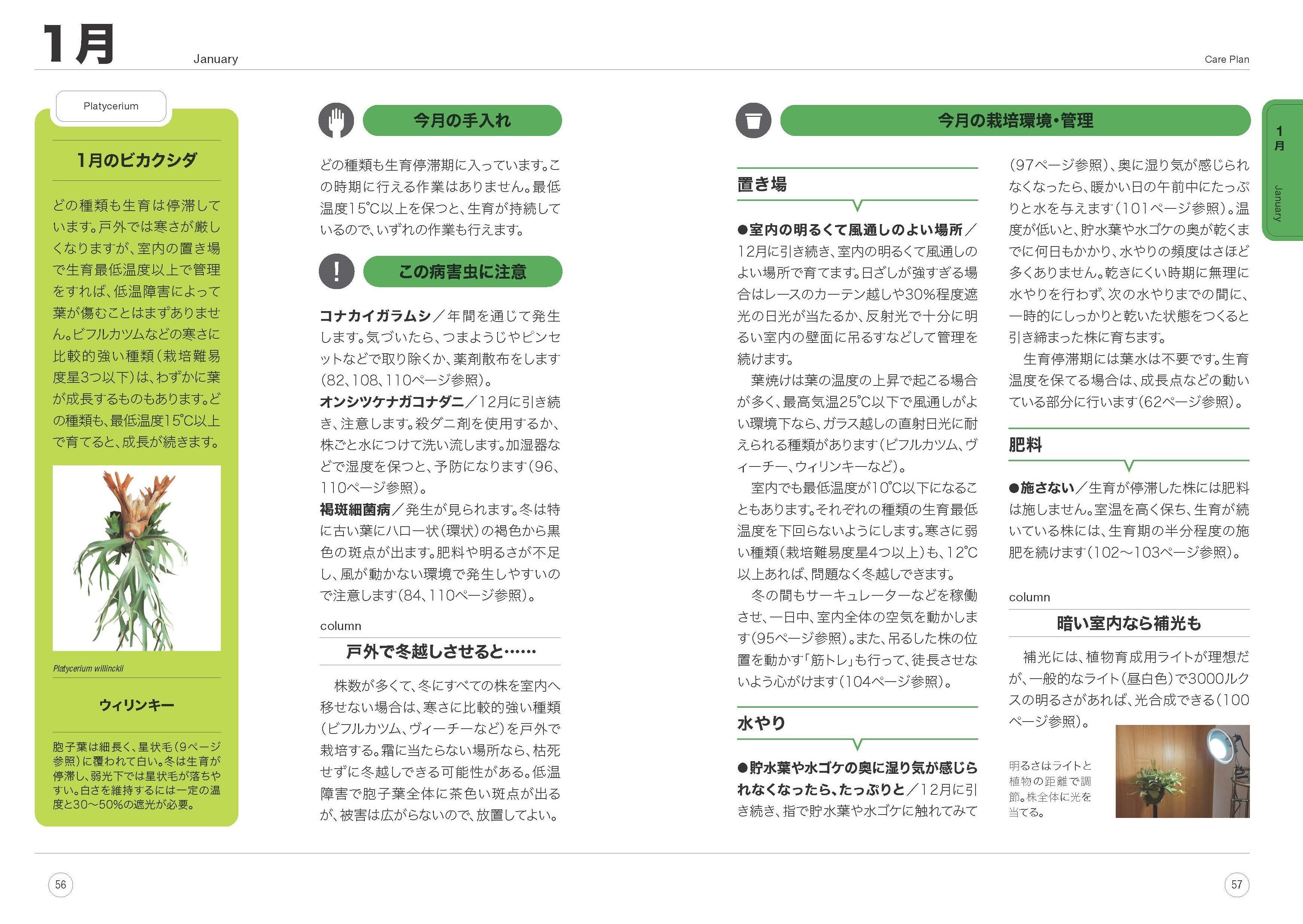 『12か月栽培ナビNEO　観葉植物　ビカクシダ』1月