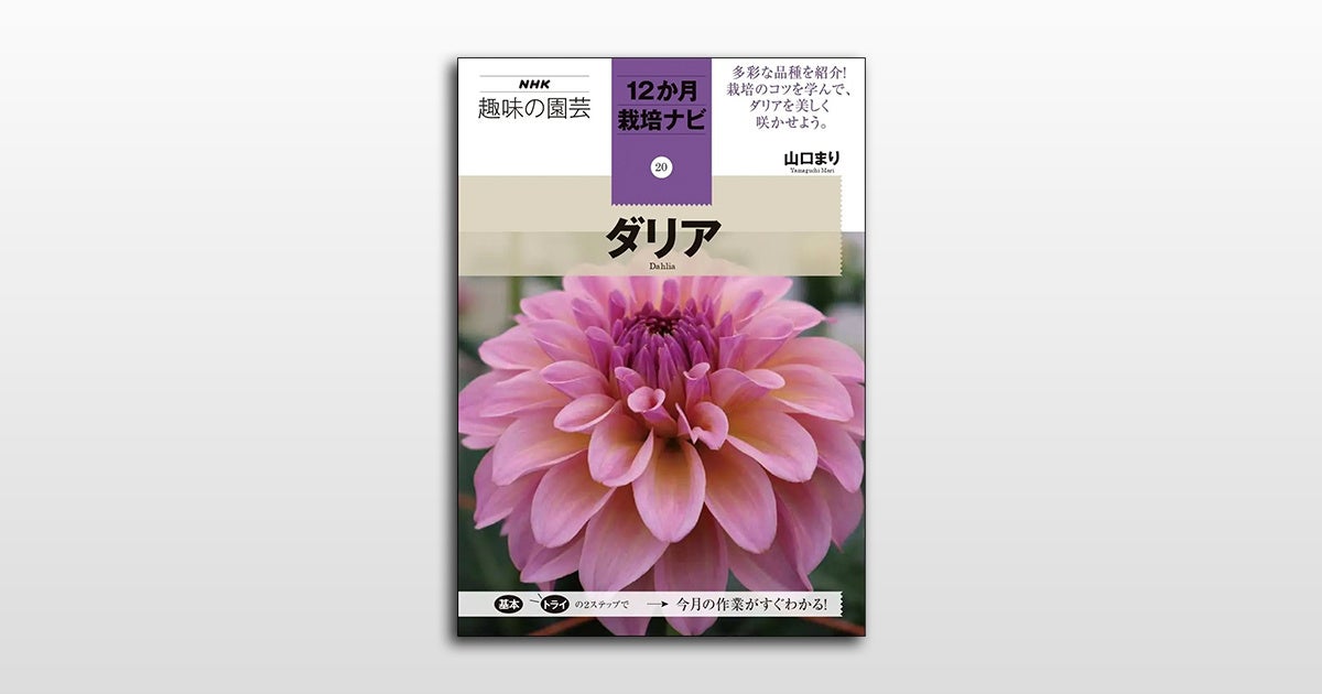 ダリア栽培のすべてが詰まった Nhk趣味の園芸 12か月栽培ナビ ダリア が9月16日発売 株式会社nhk出版のプレスリリース ダリア栽培のすべてが詰まった Nhk趣味の園芸 12か月栽培ナビ ダリア が9月16日発売 株式会社nhk出版のプレスリリース