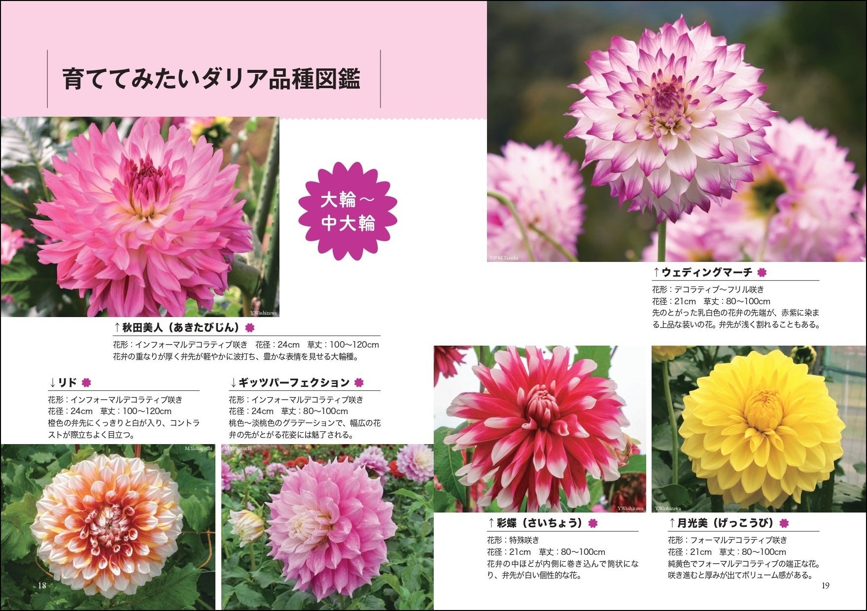 ダリア栽培のすべてが詰まった Nhk趣味の園芸 12か月栽培ナビ ダリア が9月16日発売 株式会社nhk出版のプレスリリース ダリア栽培のすべてが詰まった Nhk趣味の園芸 12か月栽培ナビ ダリア が9月16日発売 株式会社nhk出版のプレスリリース