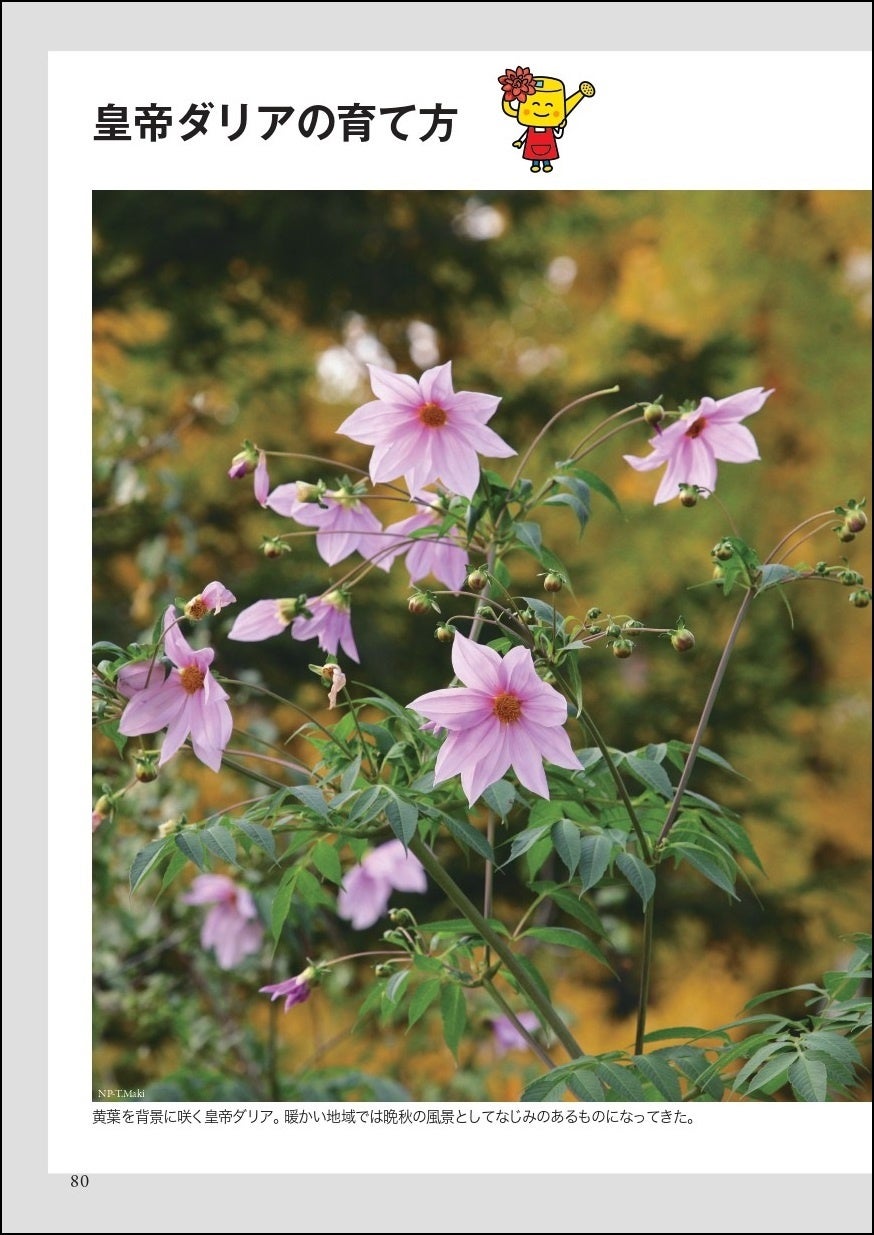 ダリア栽培のすべてが詰まった Nhk趣味の園芸 12か月栽培ナビ ダリア が9月16日発売 株式会社nhk出版のプレスリリース ダリア栽培のすべてが詰まった Nhk趣味の園芸 12か月栽培ナビ ダリア が9月16日発売 株式会社nhk出版のプレスリリース
