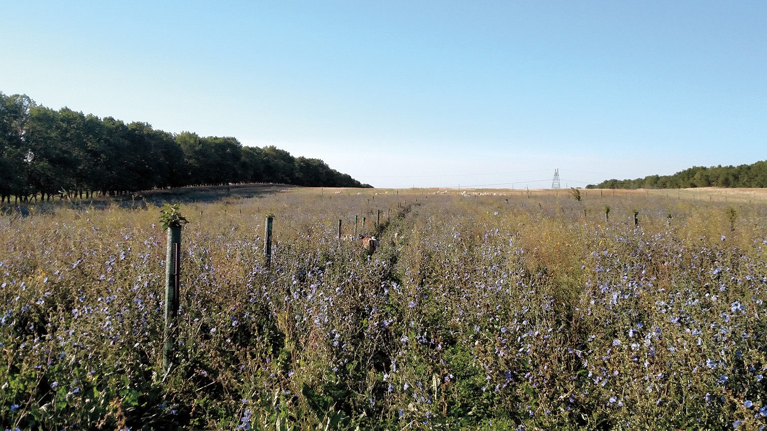 200年計画の一環として多年生の植物を植える。この果樹園はまだつくったばかりだが、30年後の姿を想像してほしい。低層に生えているのは雑草ではない。花粉を運ぶ虫や害虫を捕食する虫を引き寄せるさまざまな植物を植えている