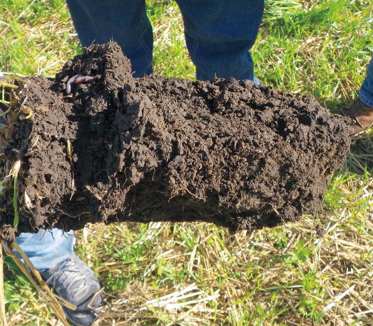 わずか２年カバークロップを育てただけで、干し草畑だった土地の土が奇跡のように改善する