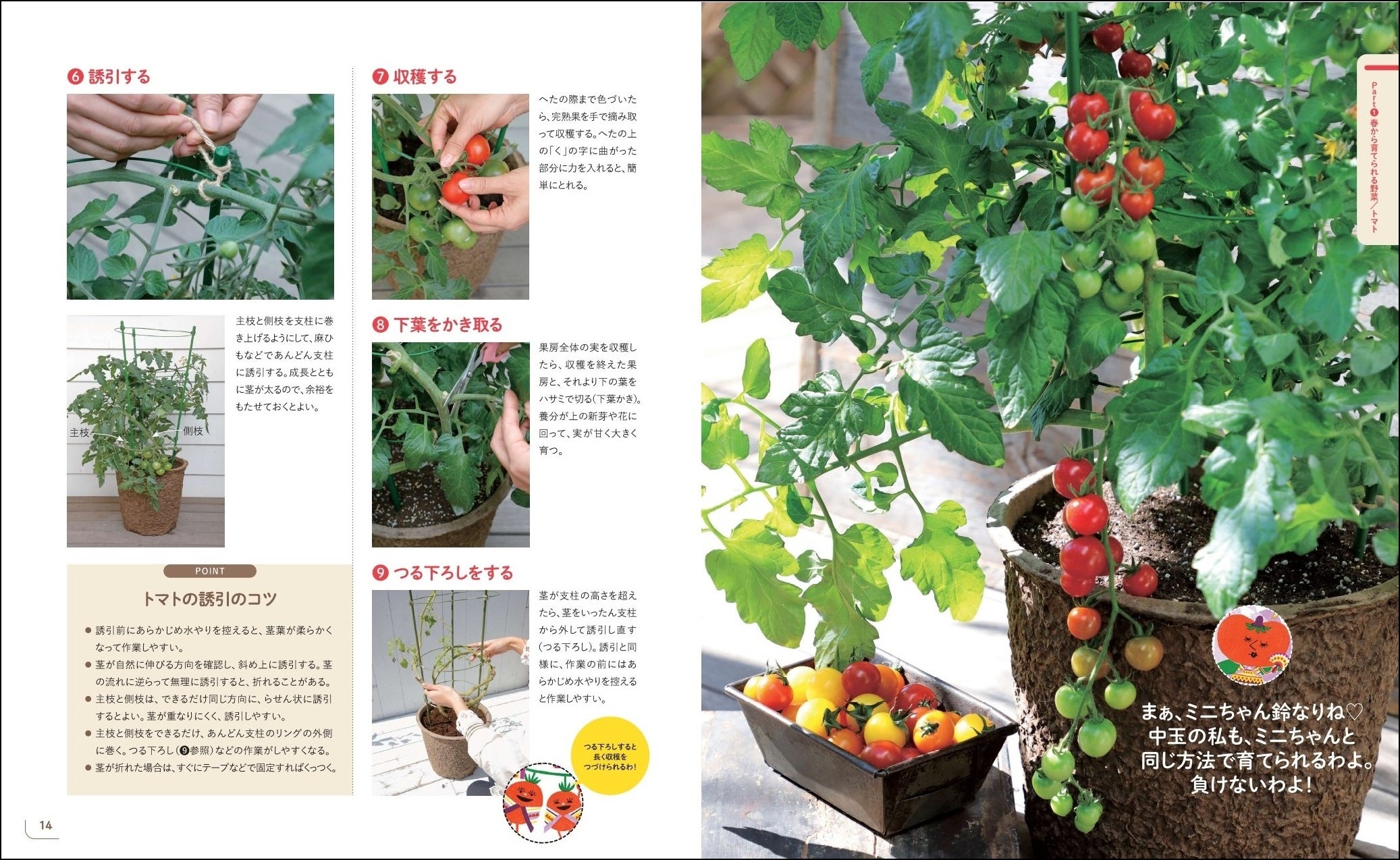 本書より「春から育てられる野菜　トマト」