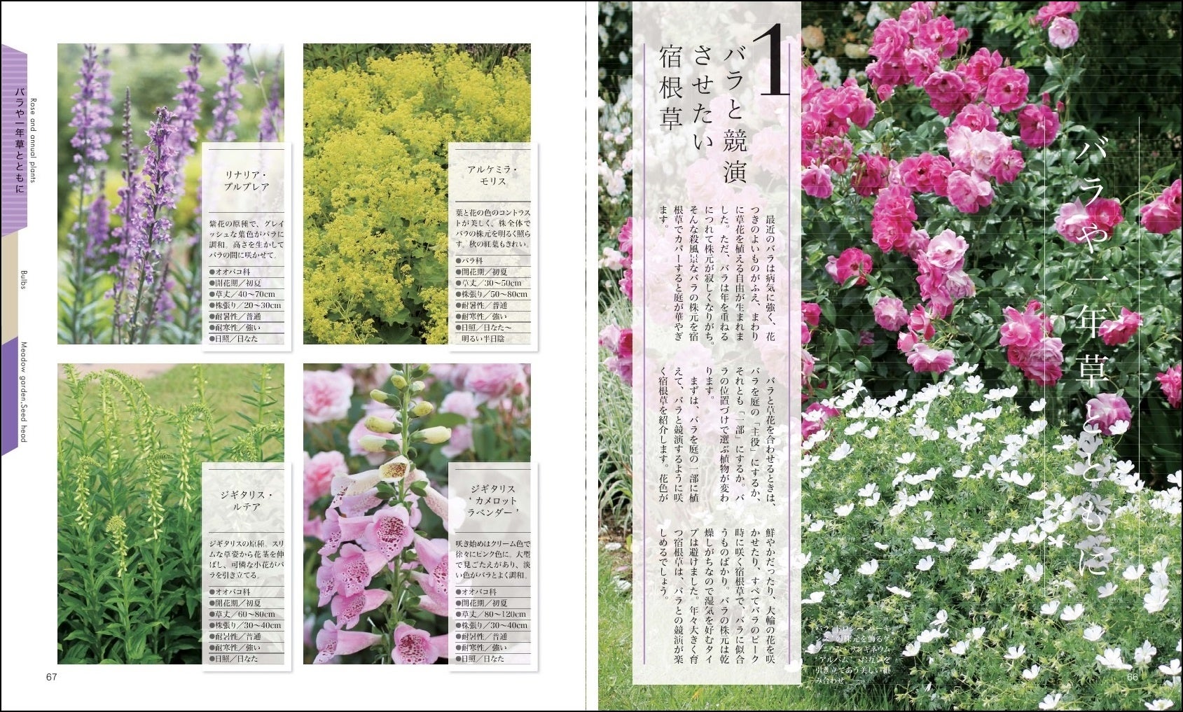 「バラや一年草とともに　①バラと競演させたい宿根草」