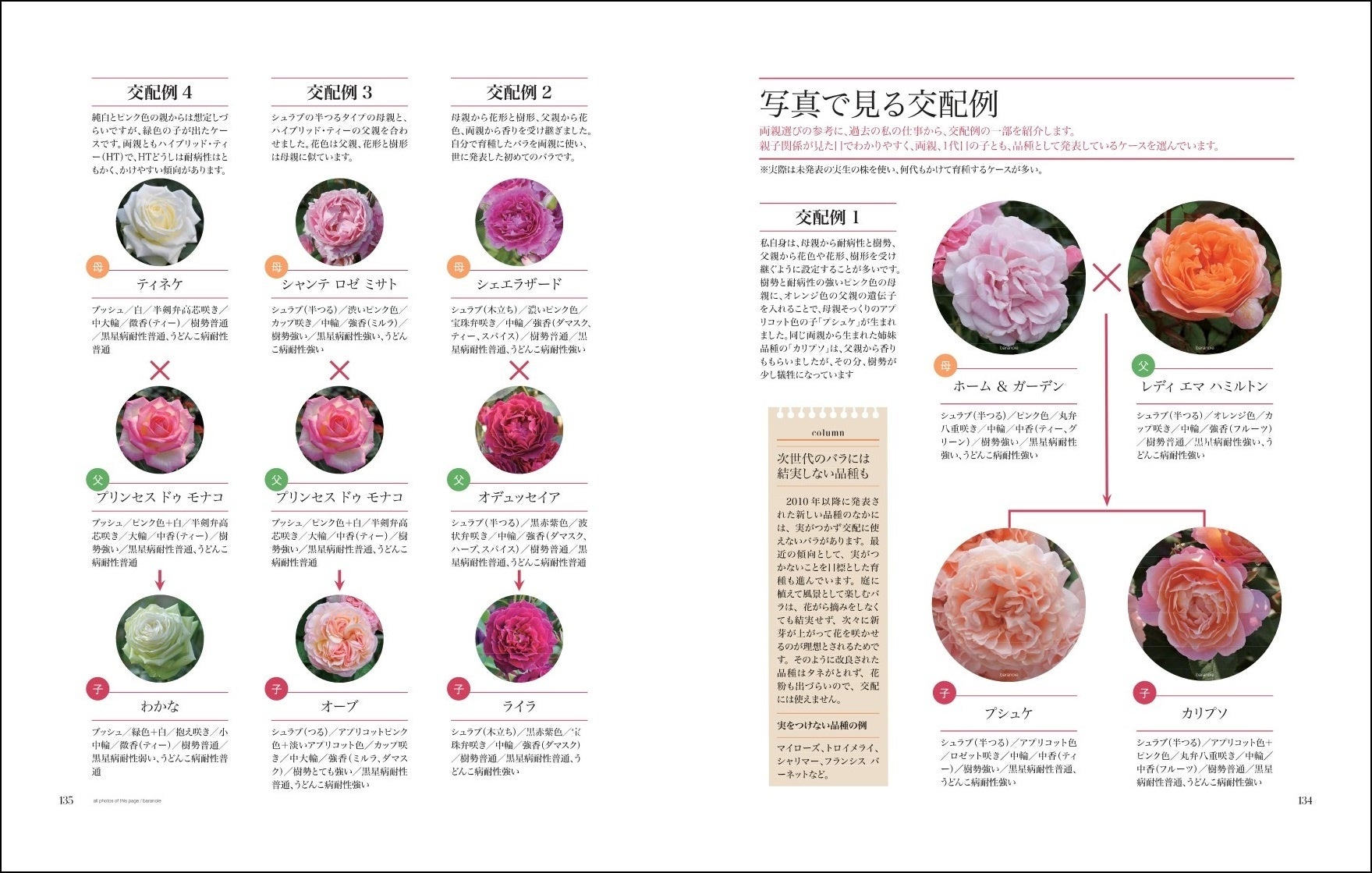 「第4章　自分だけのバラをつくる」より