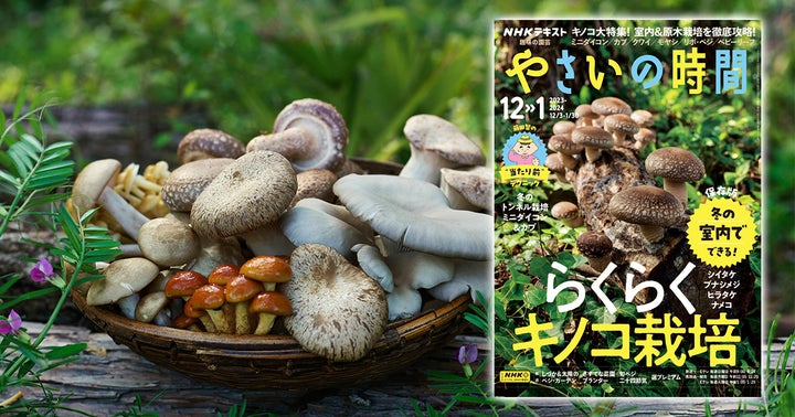 『趣味の園芸 やさいの時間』12-1月号は創刊以来初の「キノコ」特集! | 株式会社NHK出版のプレスリリース
