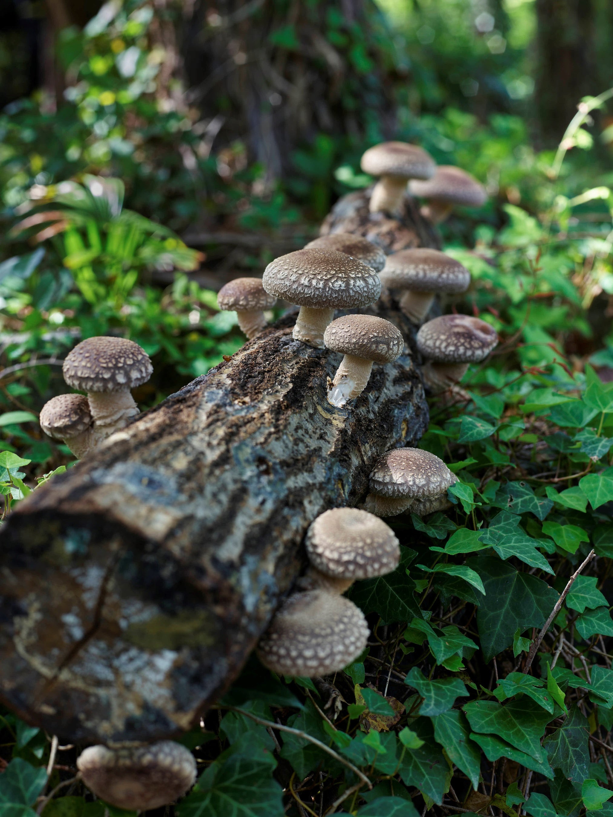 シイタケを原木で育てる