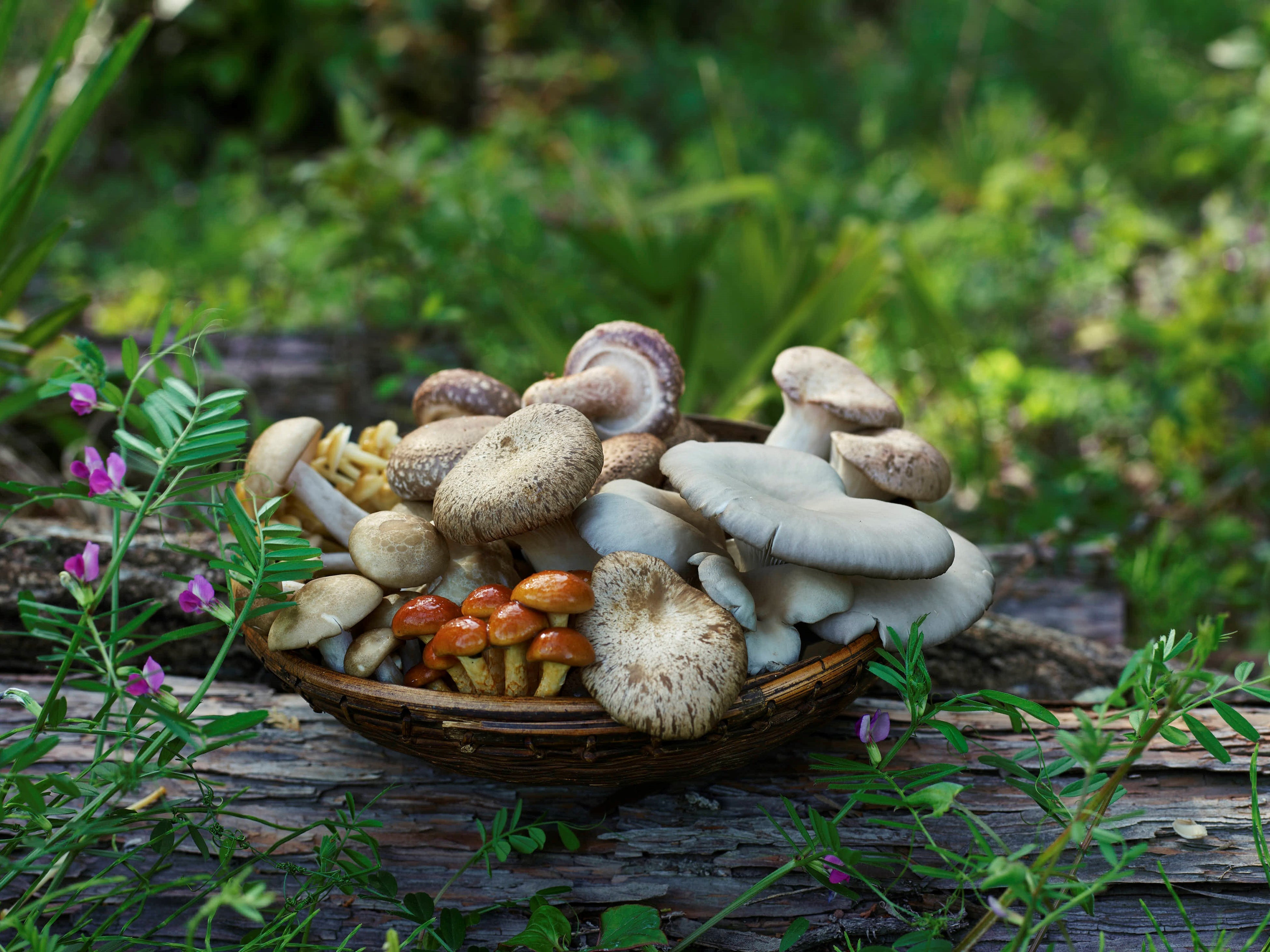 趣味の園芸 やさいの時間』12-1月号は創刊以来初の「キノコ」特集