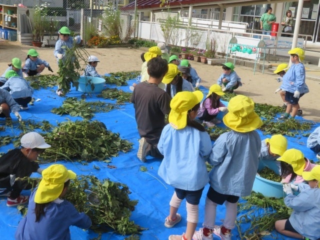 【10/21(水)～10/23(金)】川西市、猪名川町内の小学校等で黒大豆枝豆（品種：丹波黒）のさやもぎ体験を実施します。