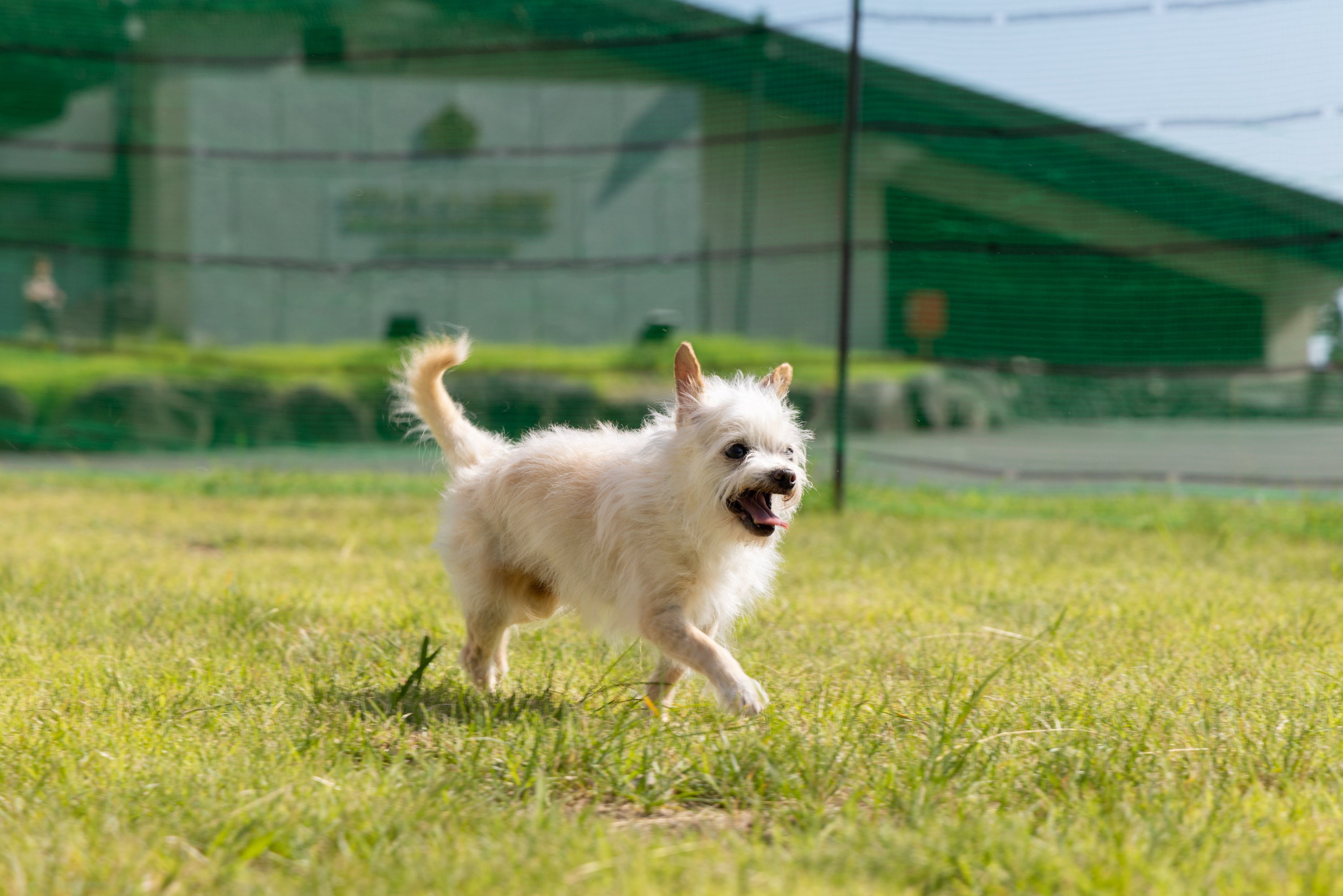 ドッグラン（約160㎡）