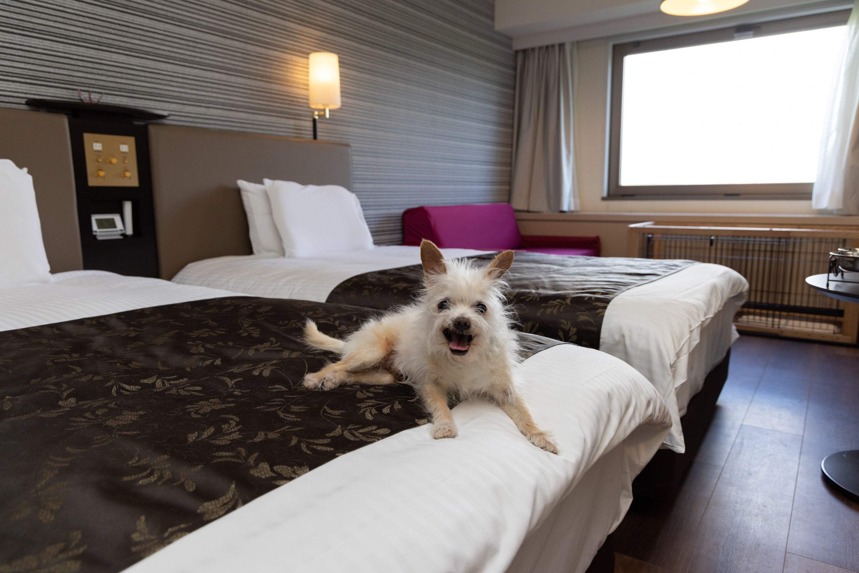 ステイウィズドッグルーム（ツイン.トリプル）