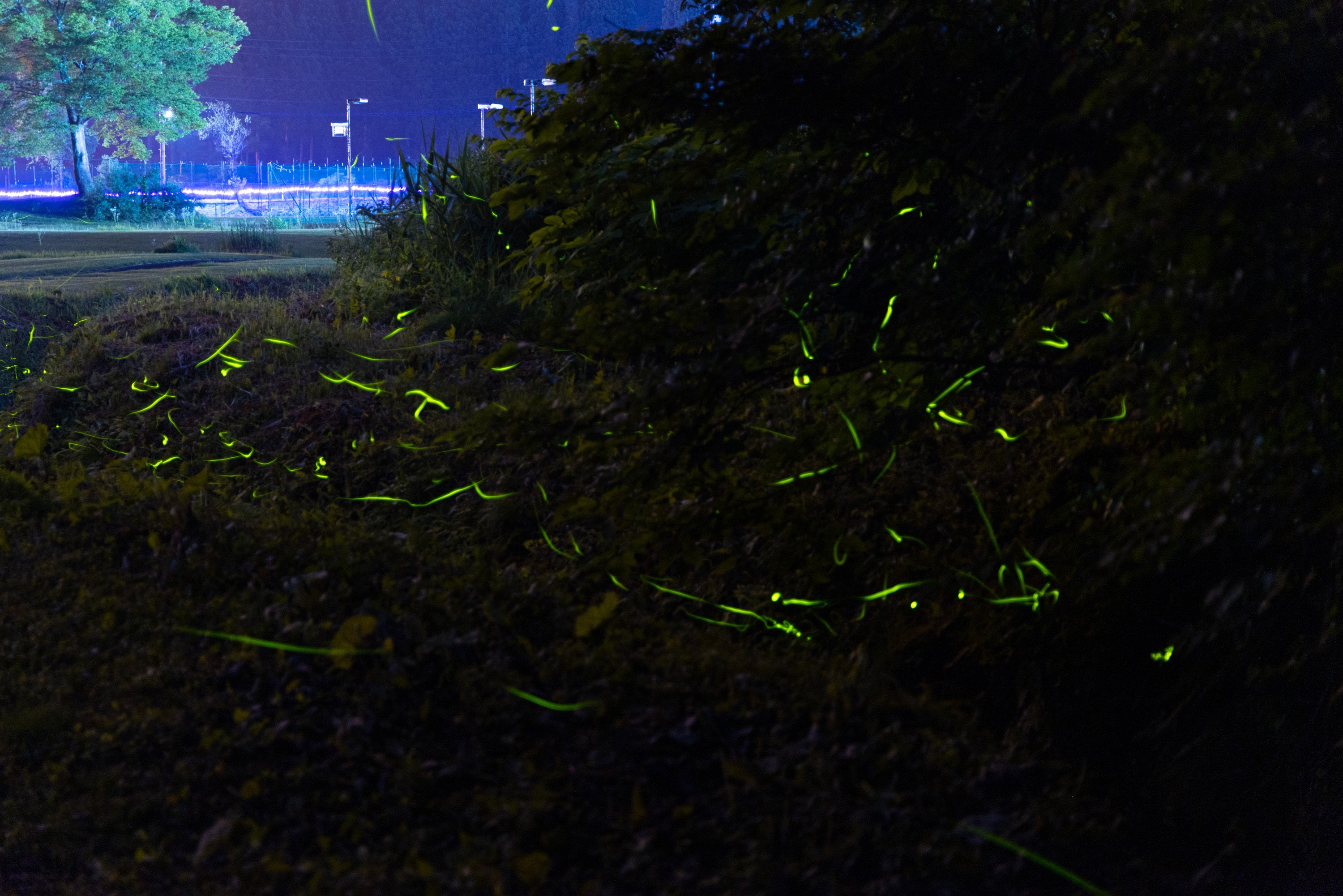 ホタル観賞ツアー